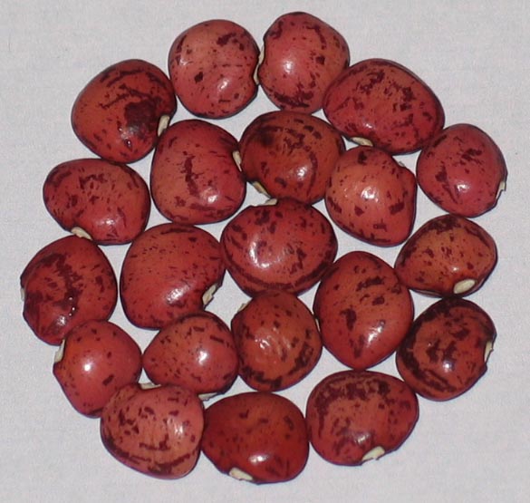 image of Dixie Speckled Butterpea beans