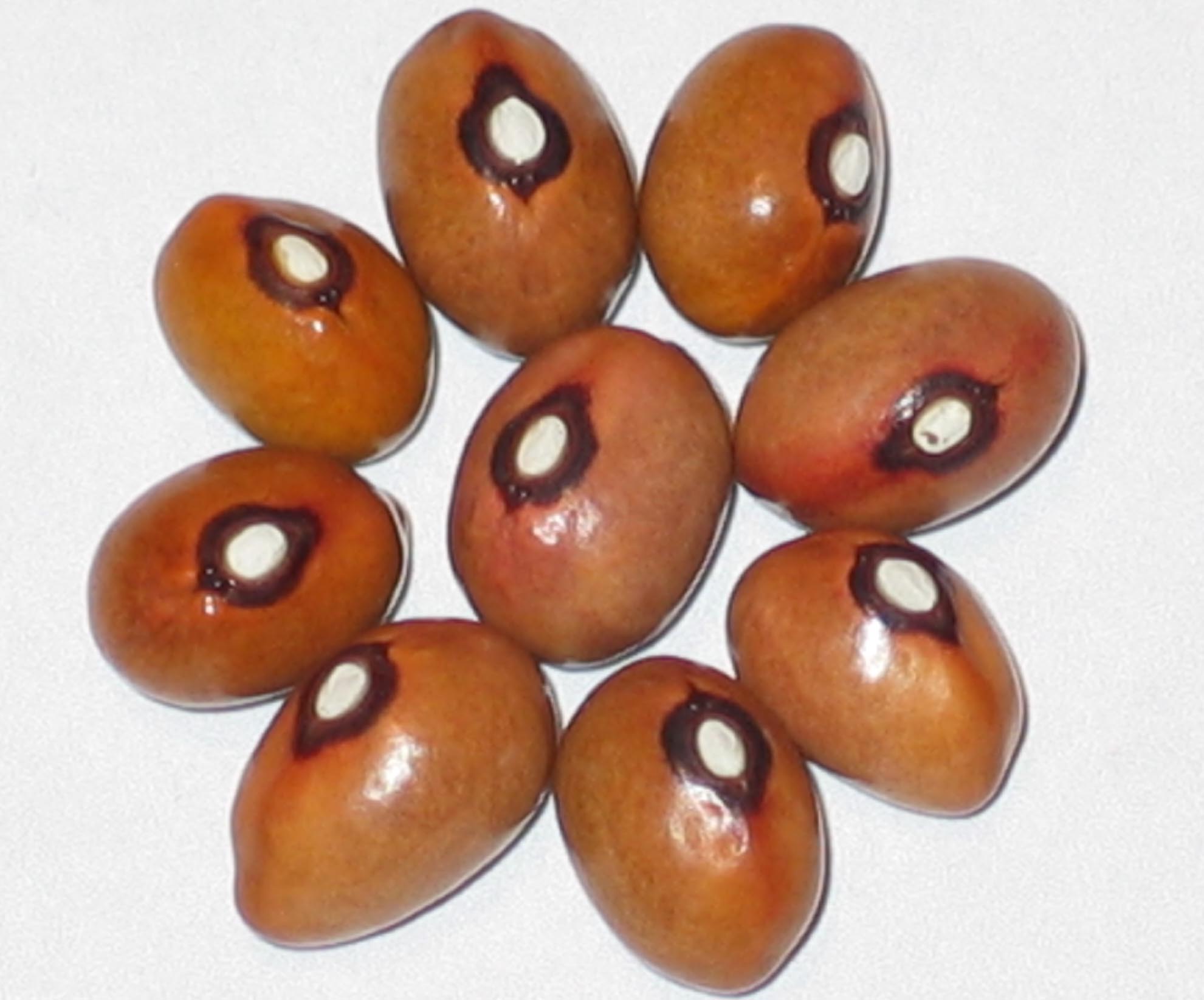 image of Fisher Bird Egg beans