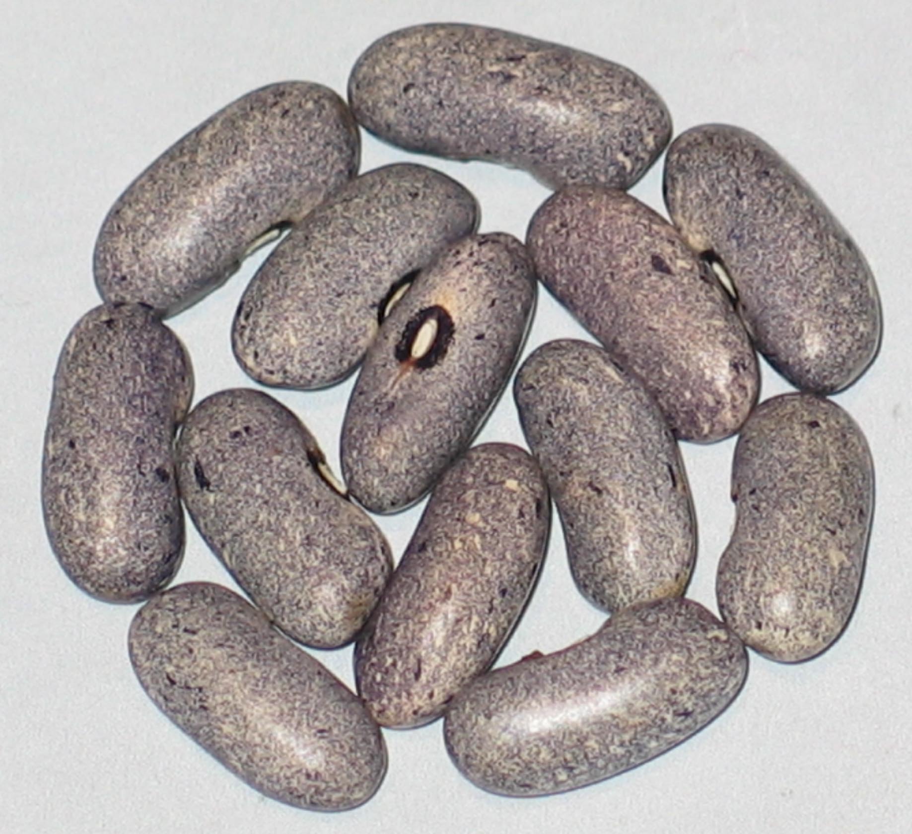 image of Giant Nilgiri beans