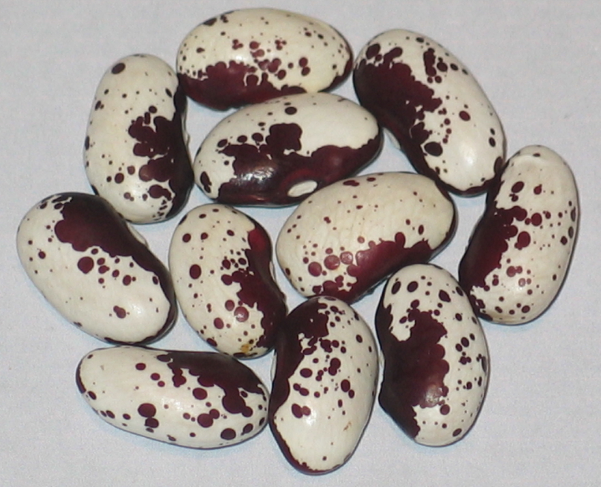 image of Giant Red Tarka beans
