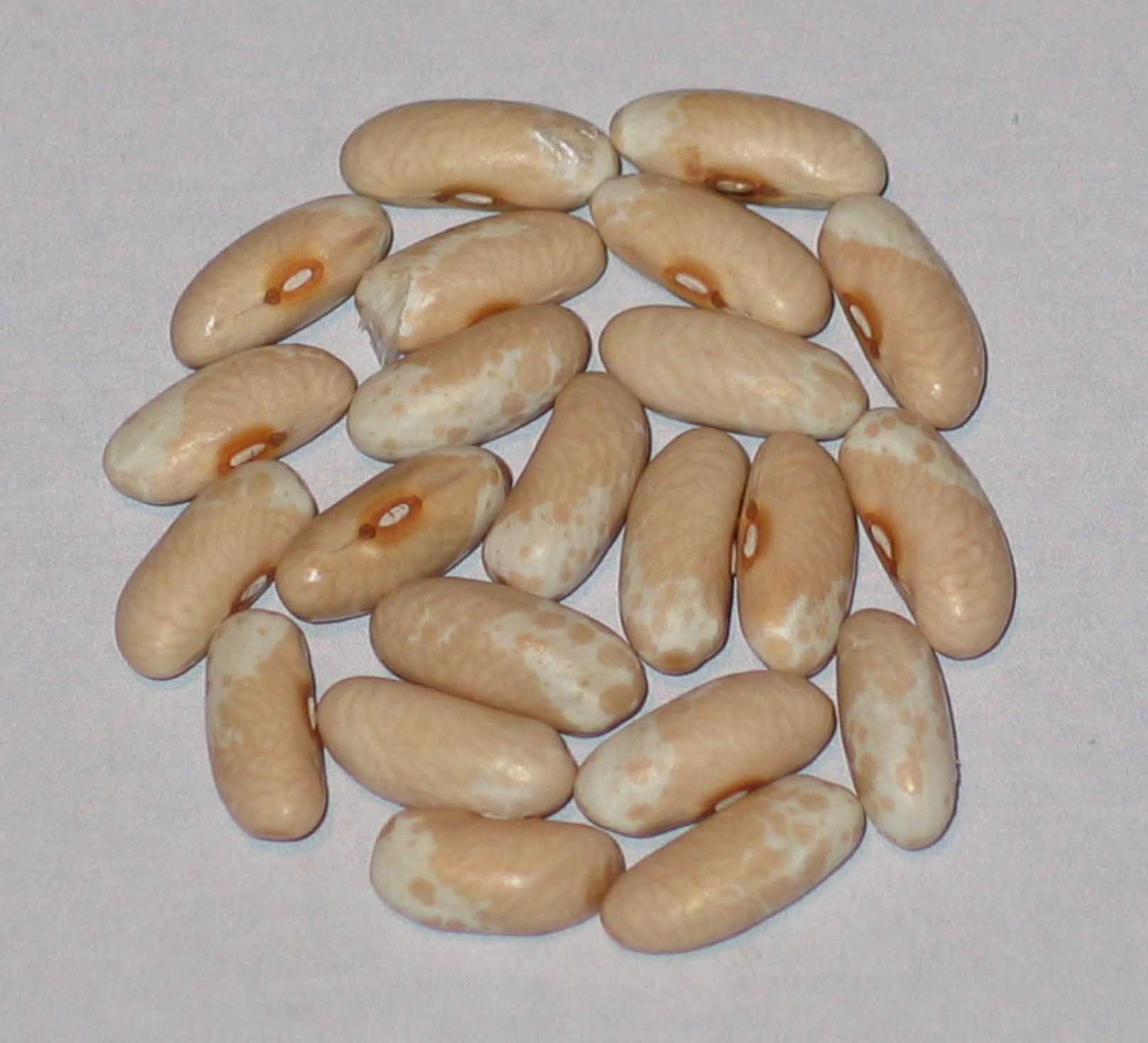 image of Golden Bear Lake beans