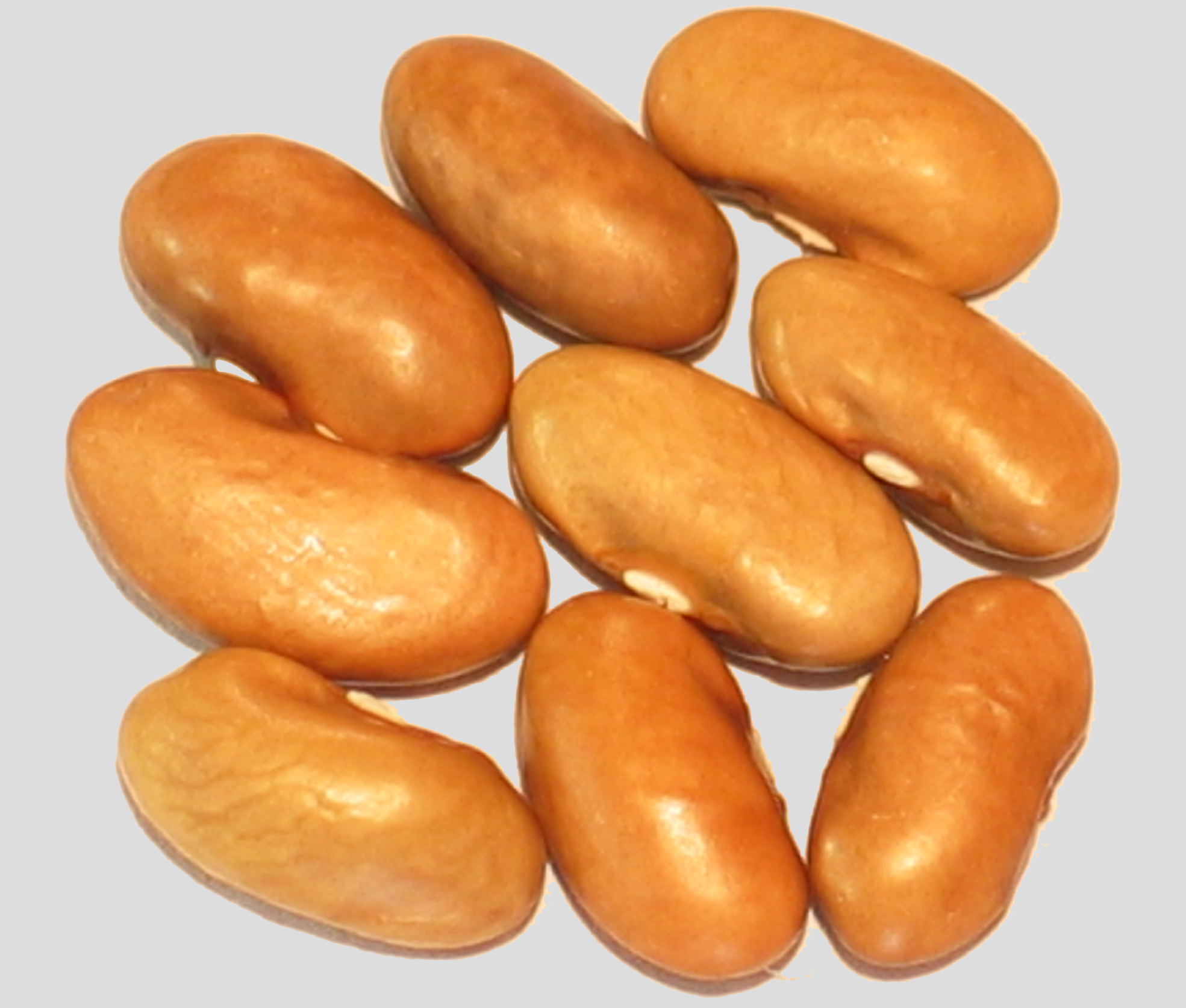 image of Gold Of Bacau beans