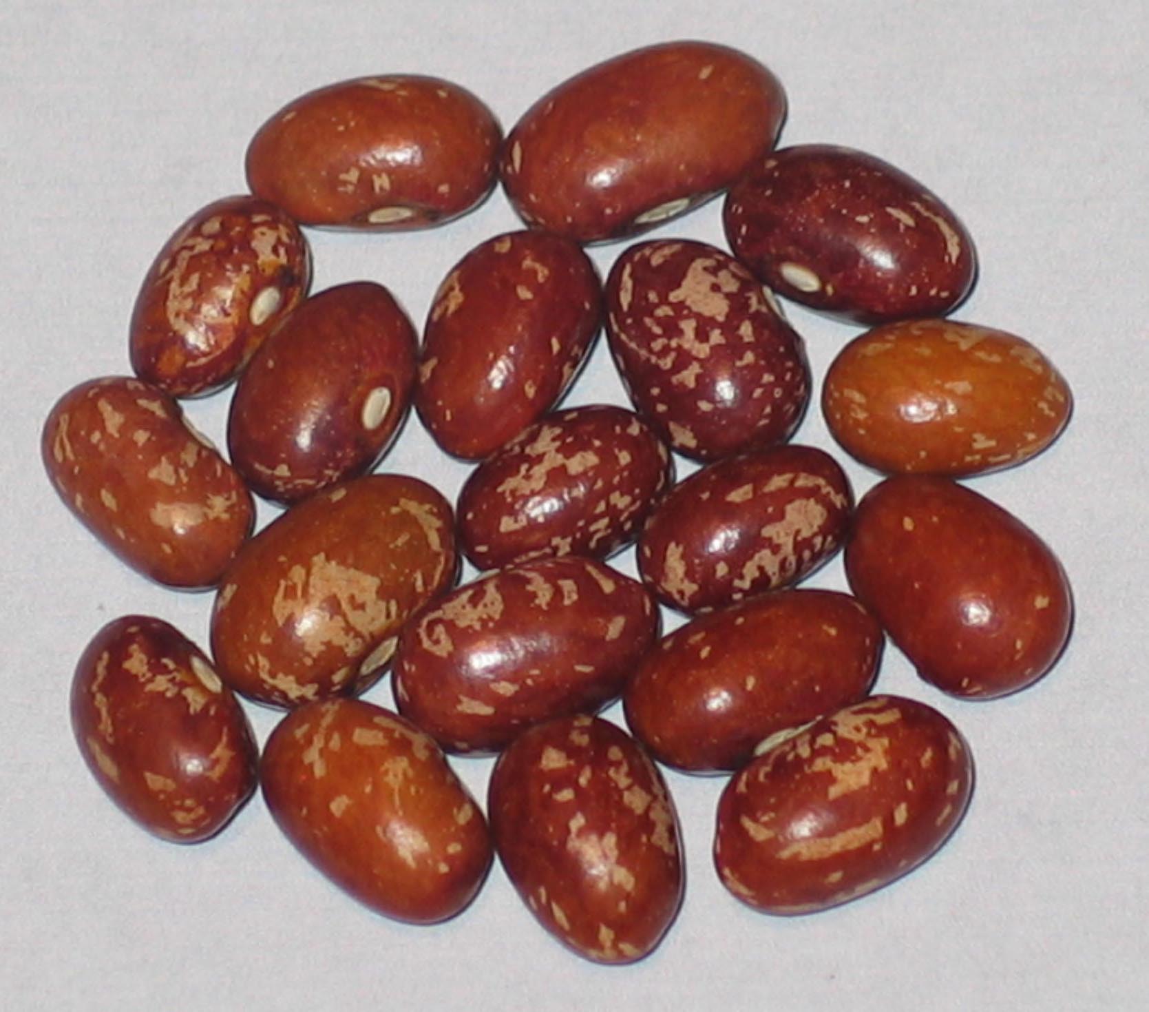 image of Goose Gullet beans