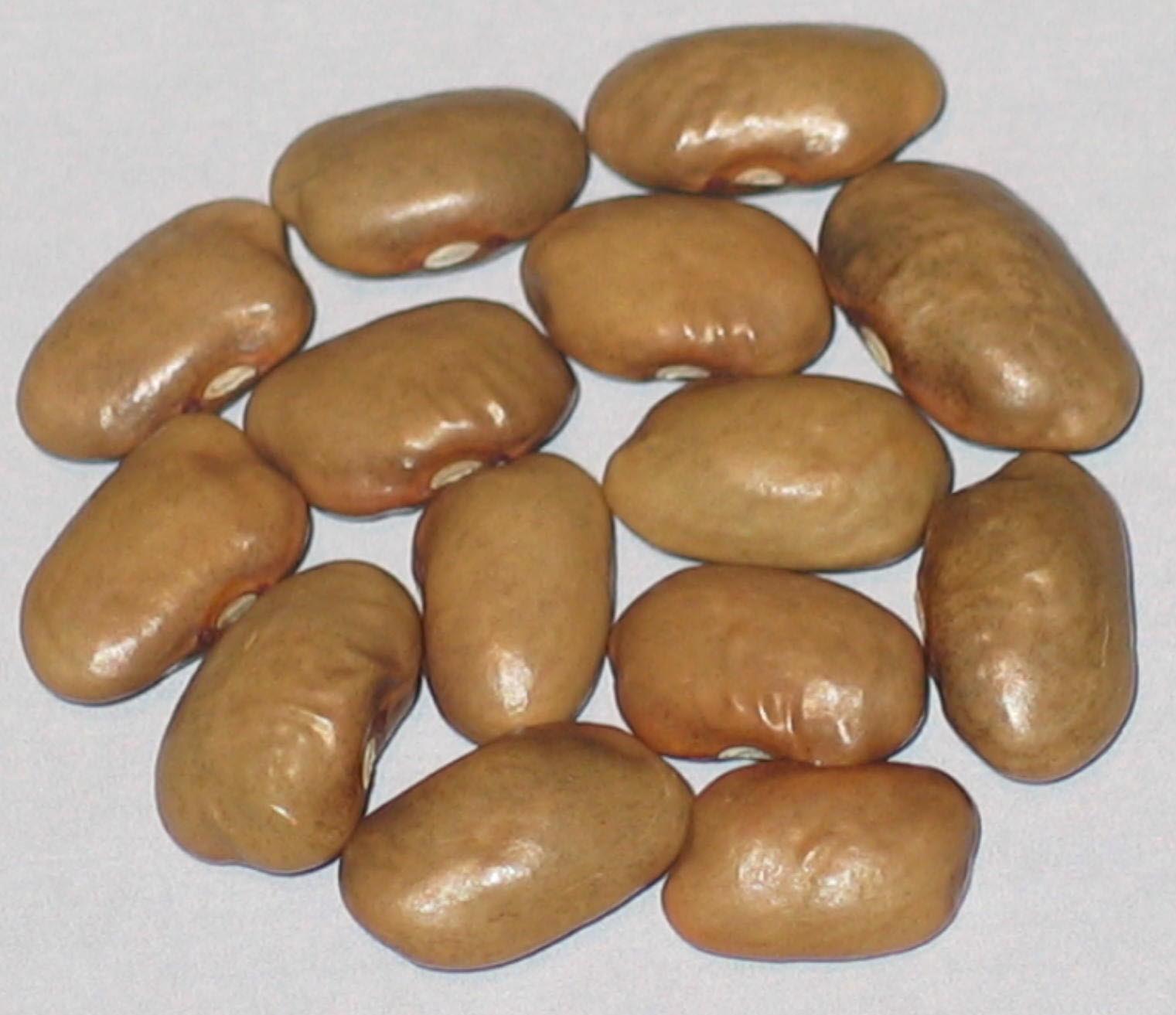 image of Goose beans