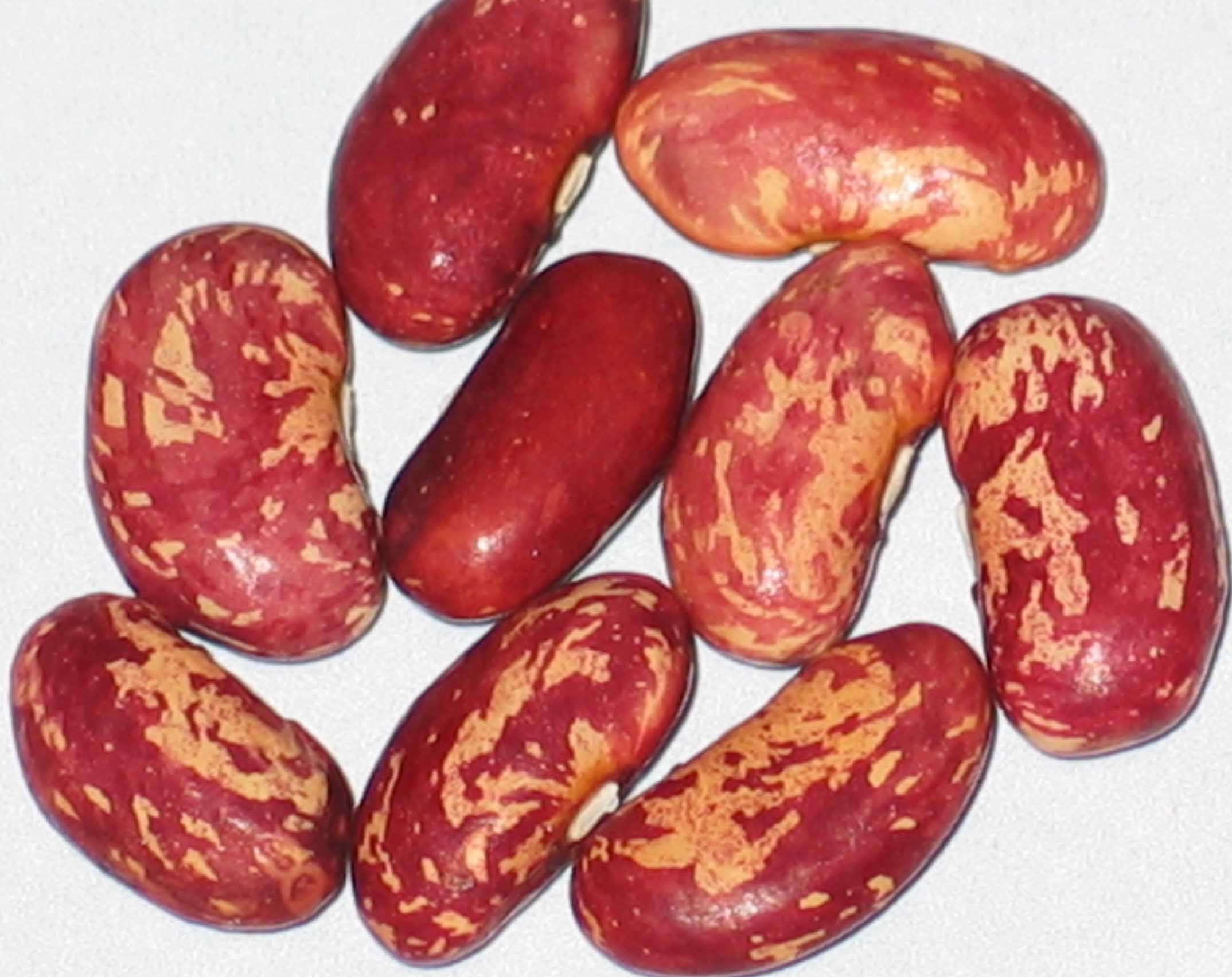 image of Goose Cranberry beans