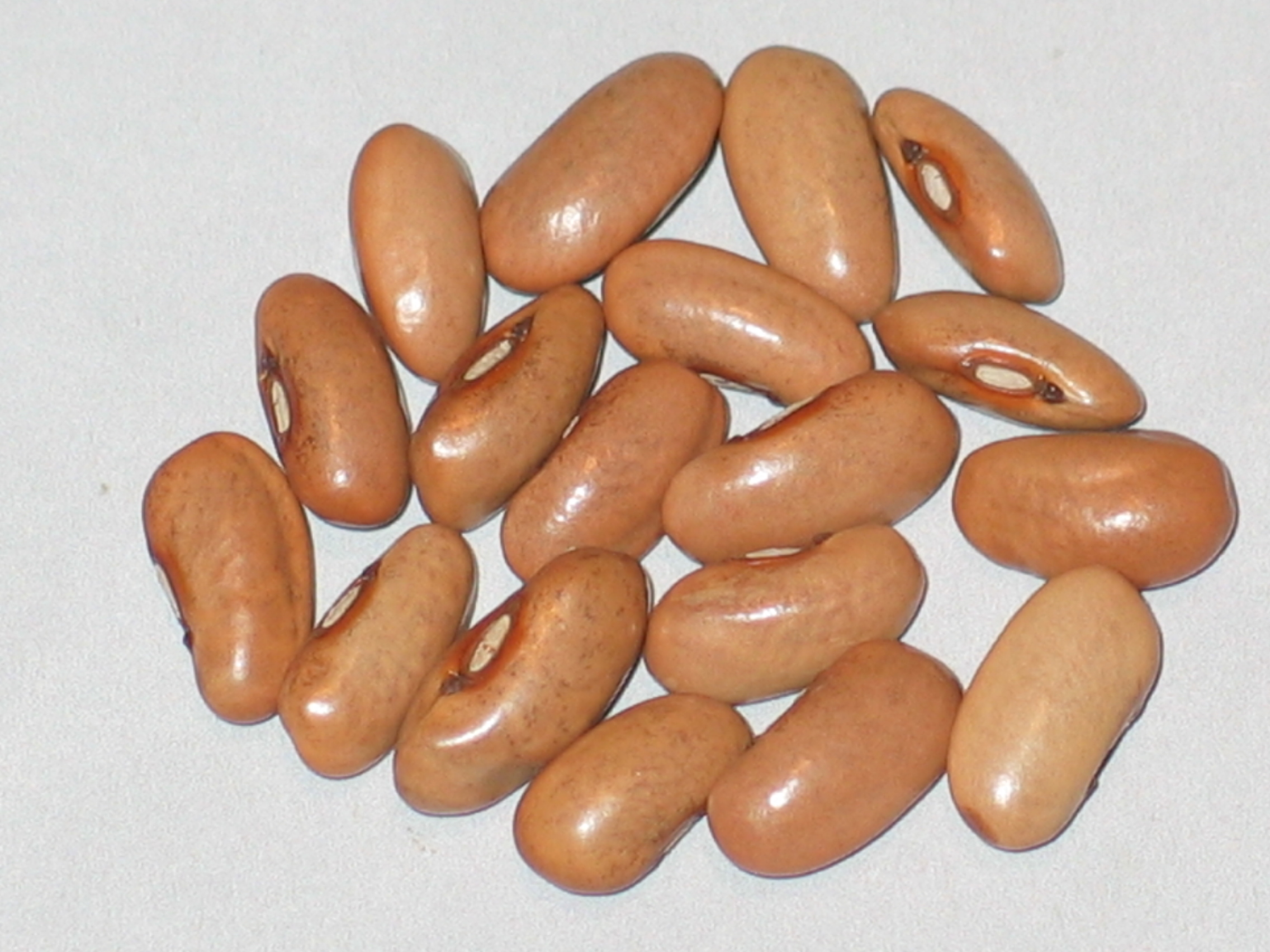 image of Grandma Roberts Tri-Colored beans