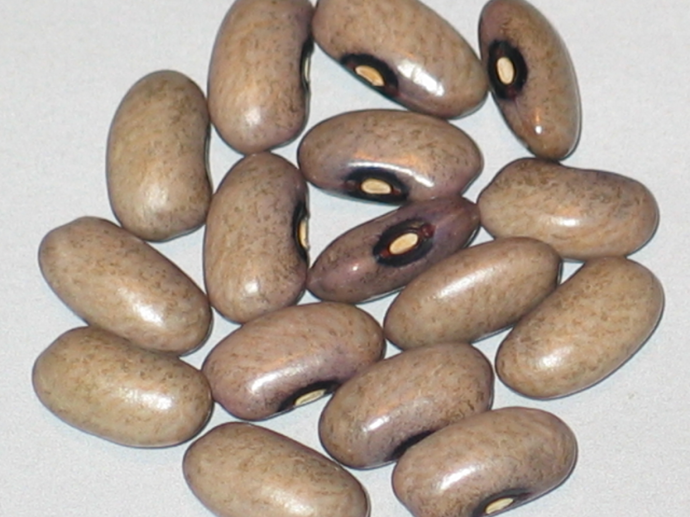 image of Green Savage beans
