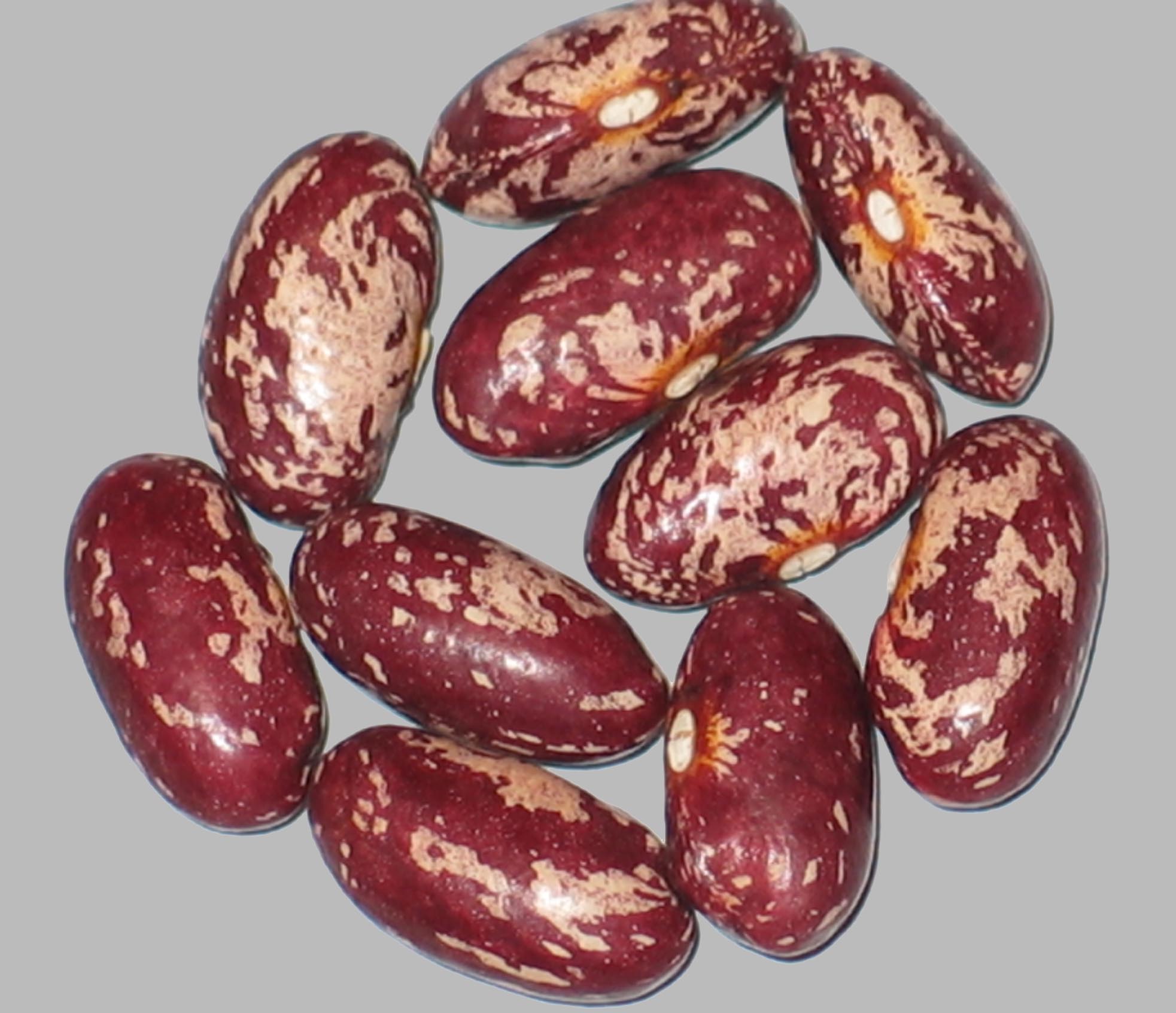 image of Gross Brothers Vermont Cranberry beans