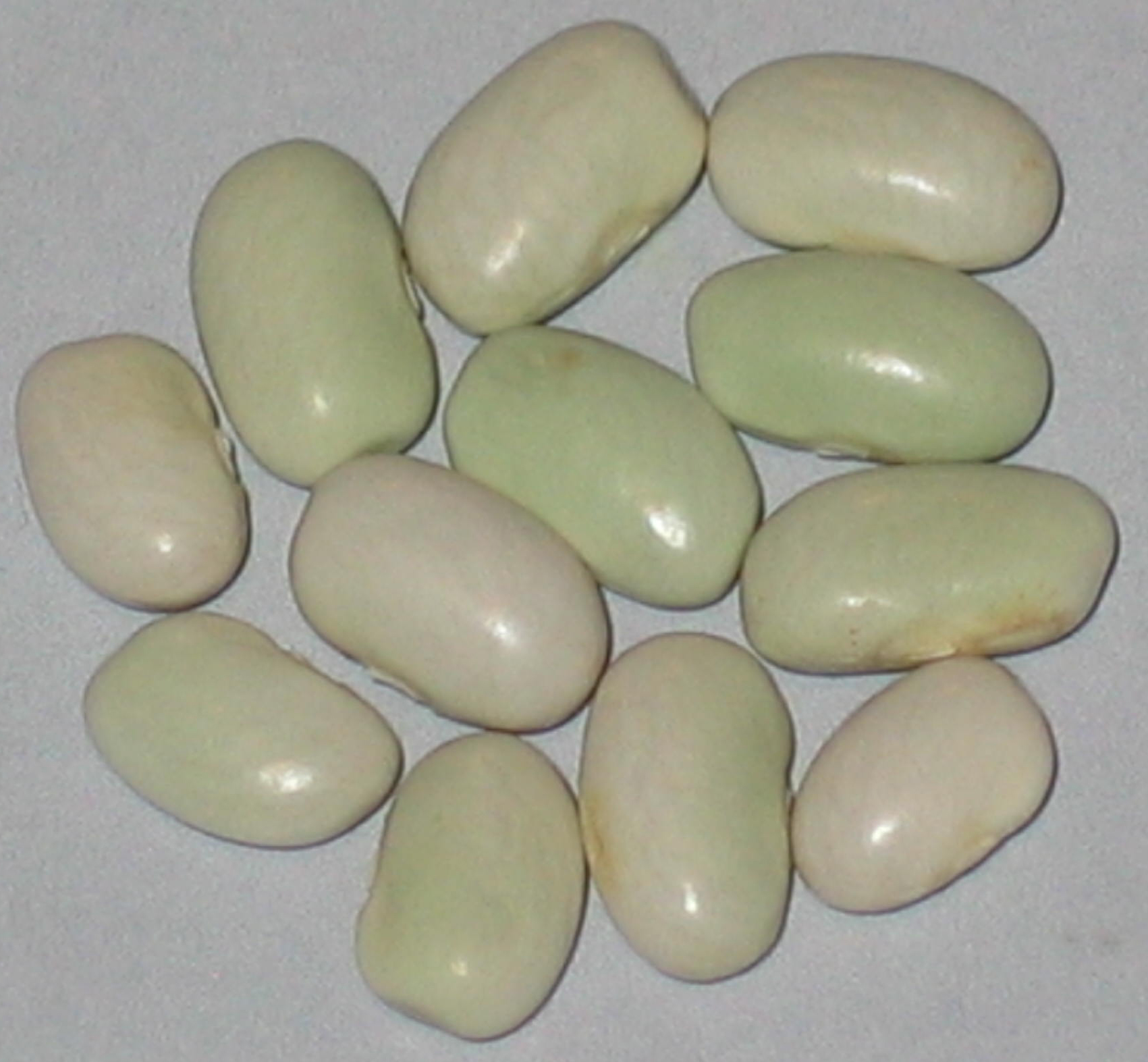 image of Grune Aus Den Karpaten beans