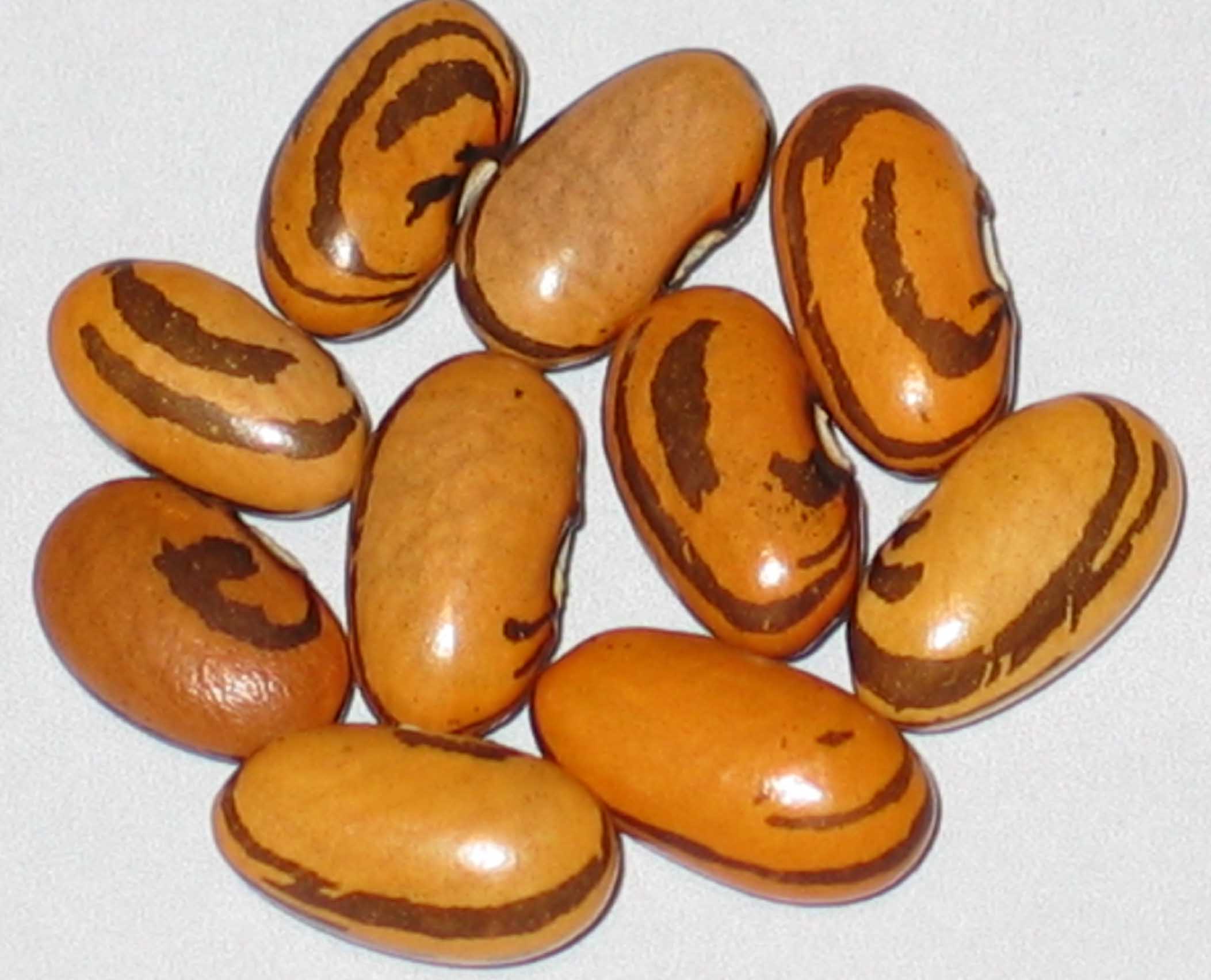 image of Haricot Crevette beans