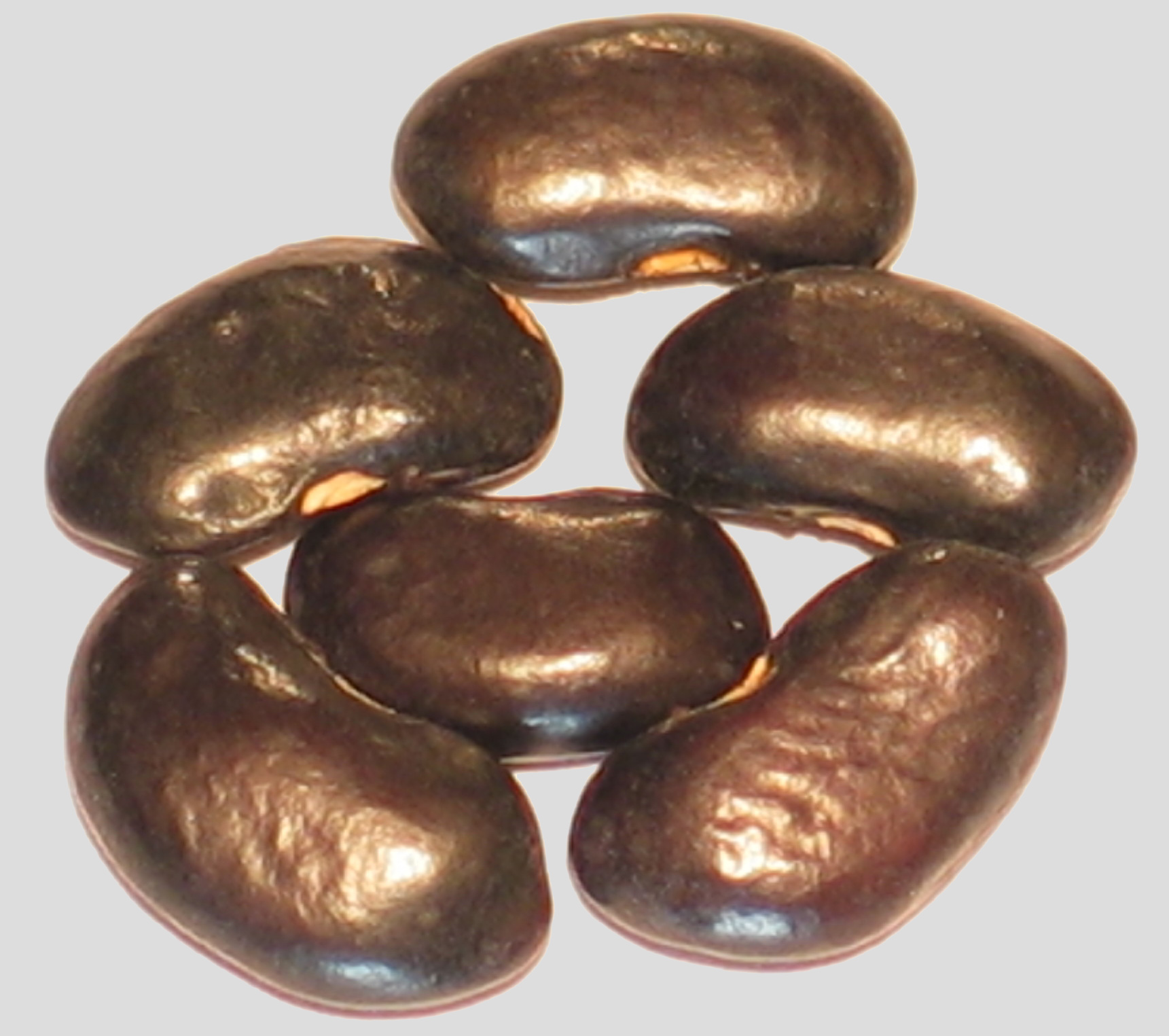 image of Harriet's Black Hook beans