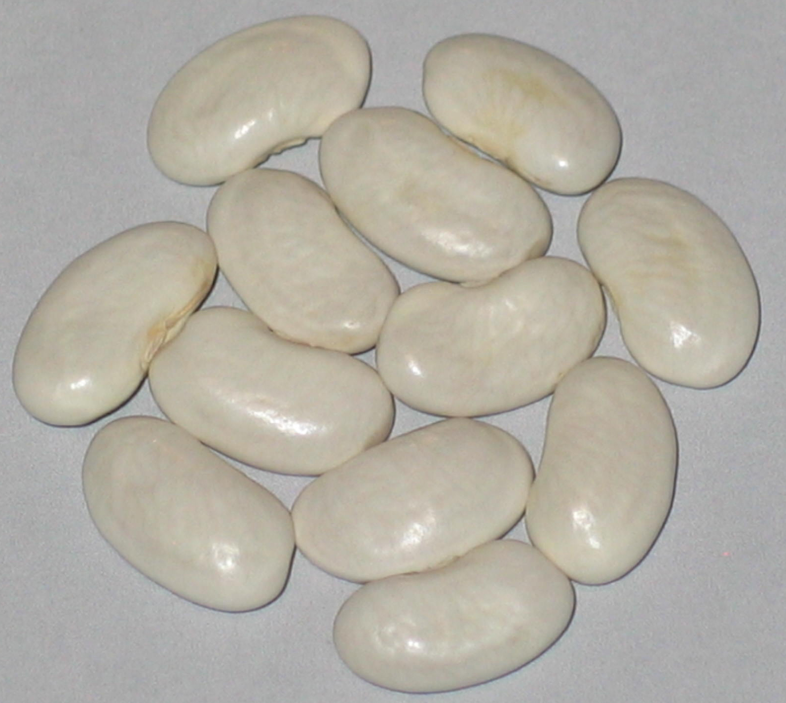 image of Harvey's White Haricot beans
