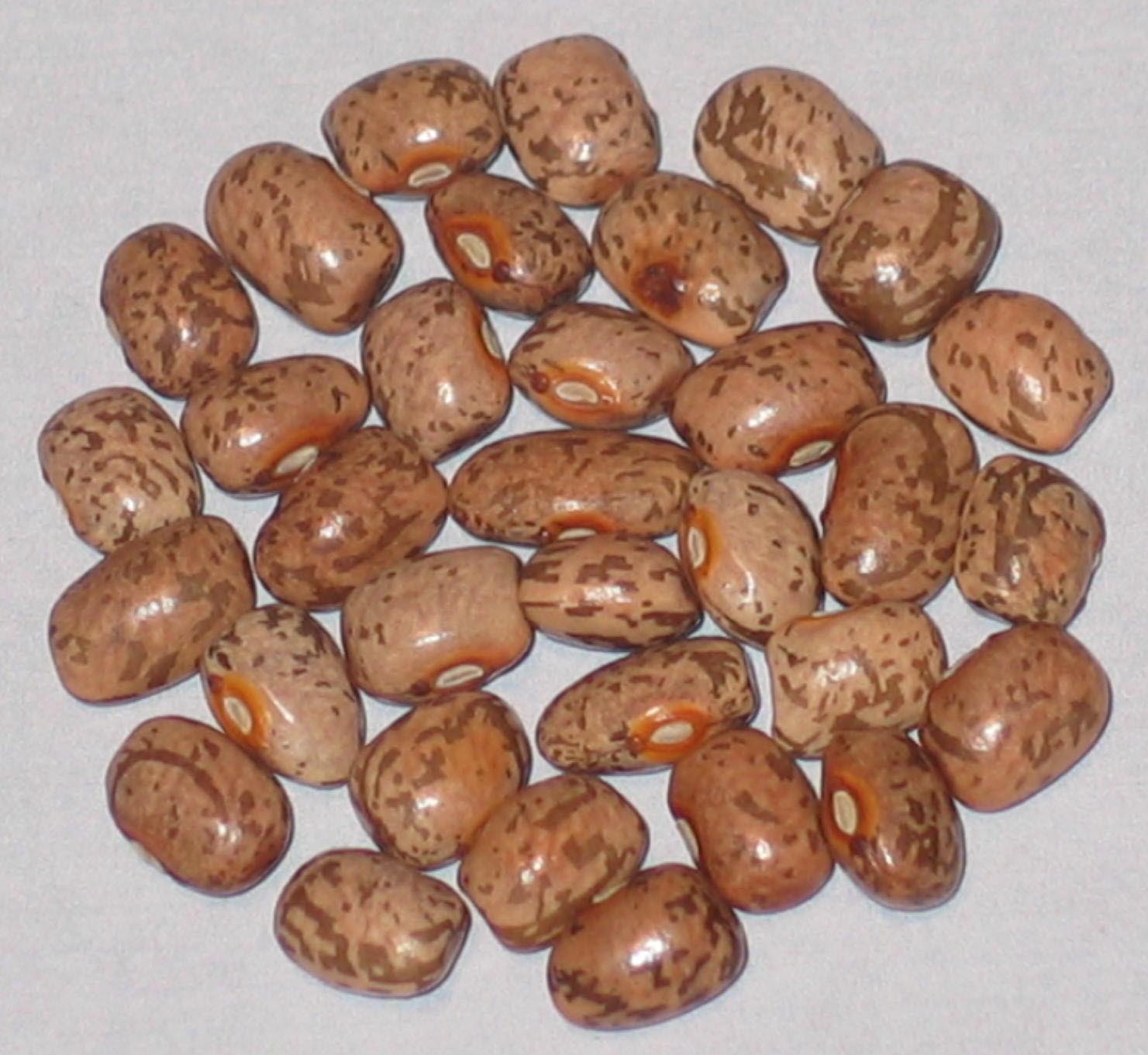 image of Headrick Greasy Cutshort beans