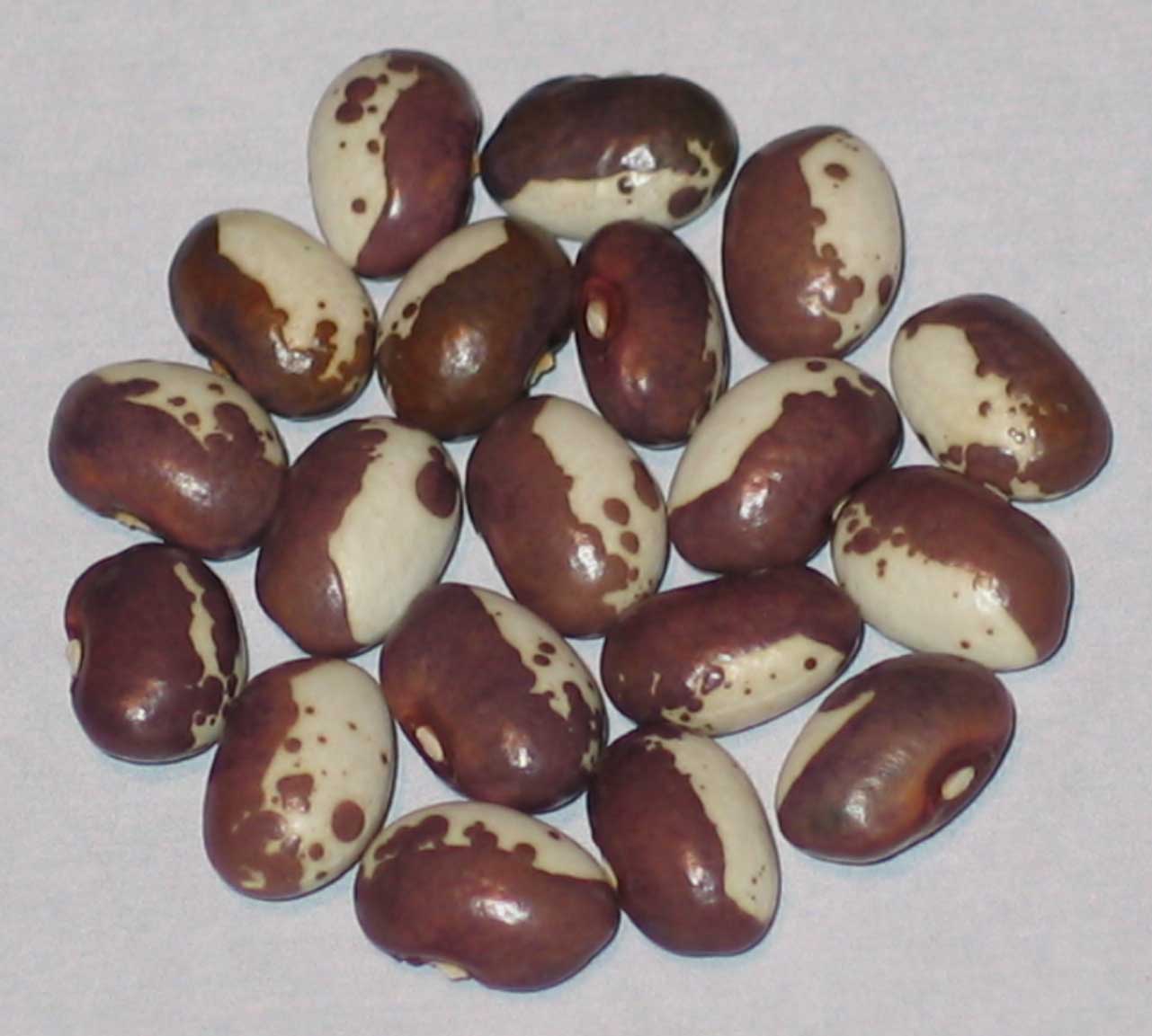 image of Heavenly Gold beans
