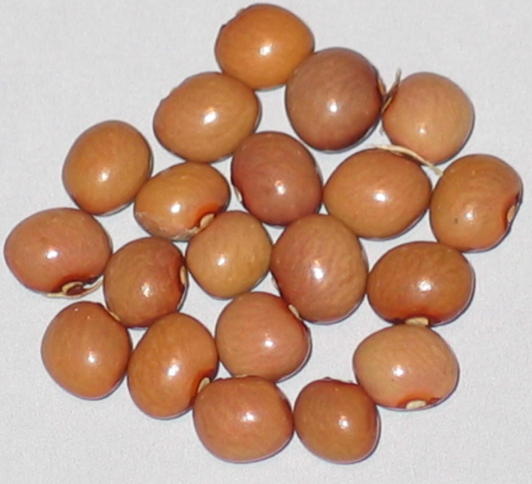image of Herrenbohnli beans
