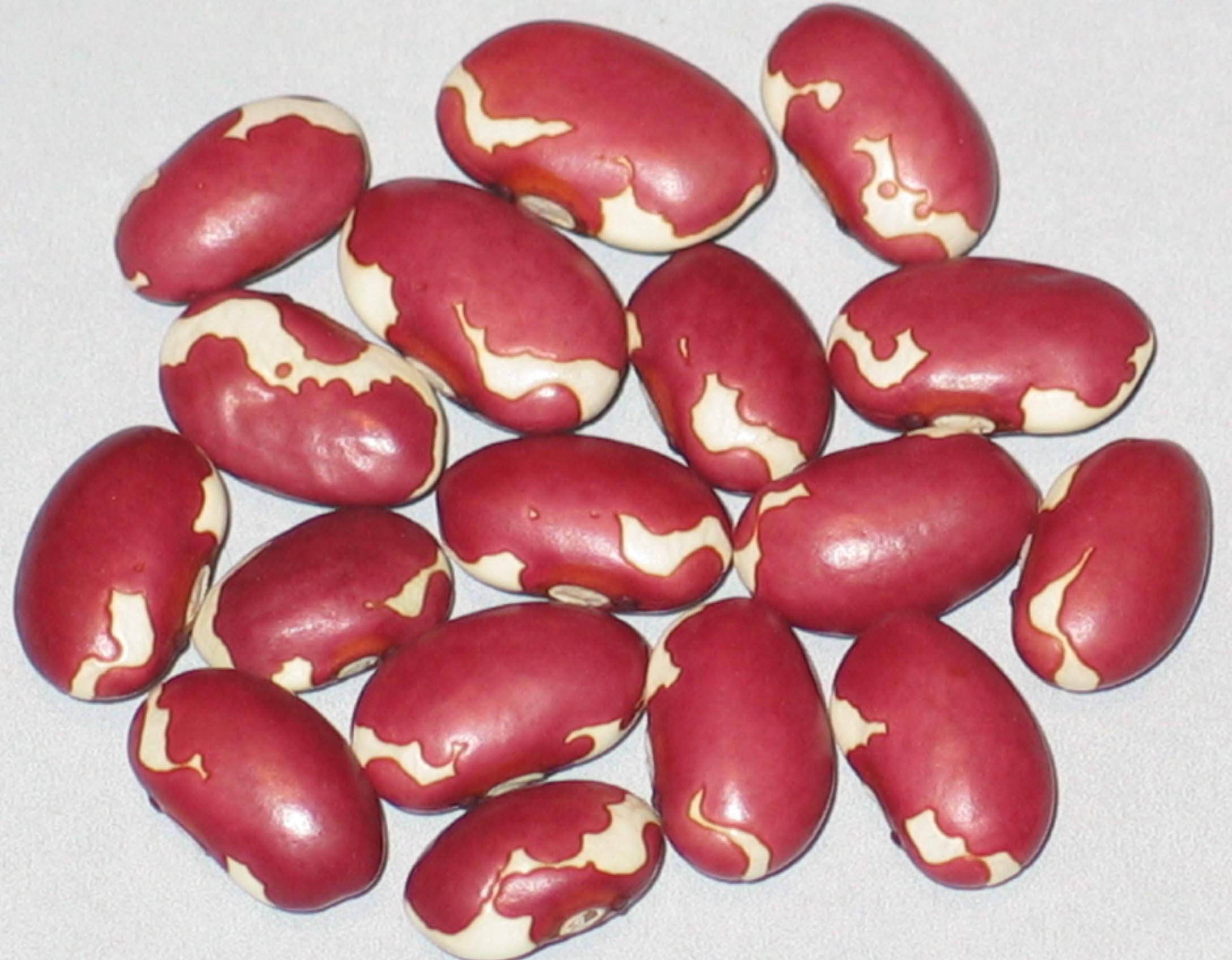 image of Holstein beans