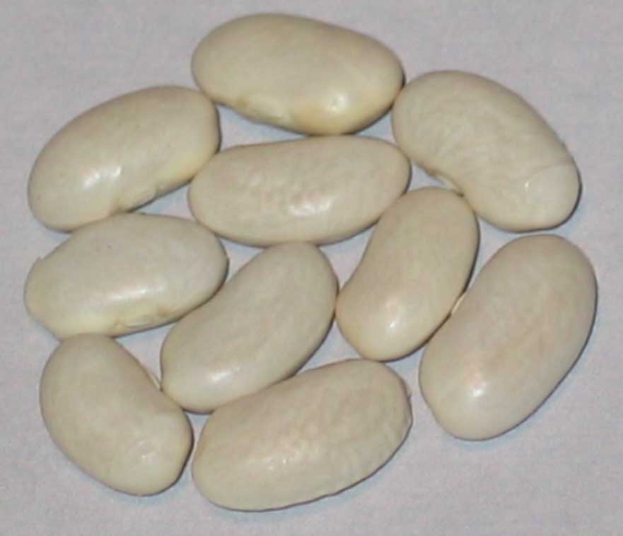 image of Hunter beans