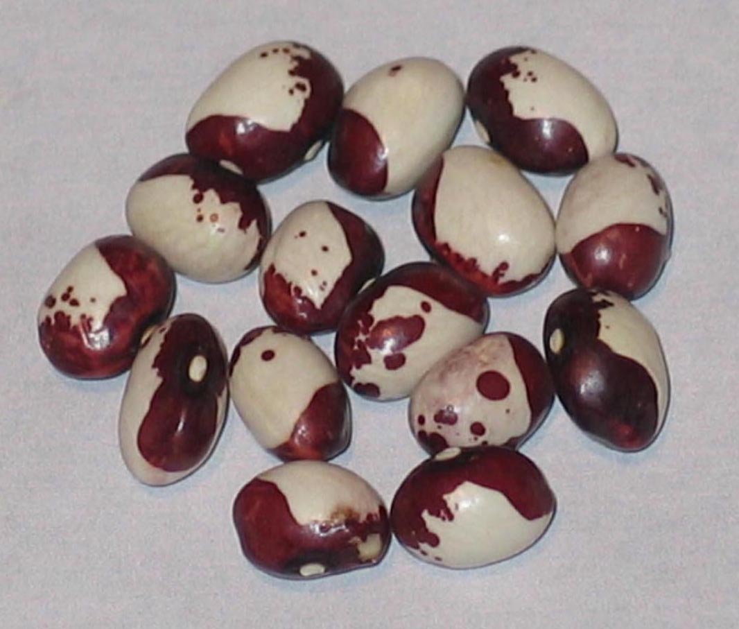 image of Inca Pea beans