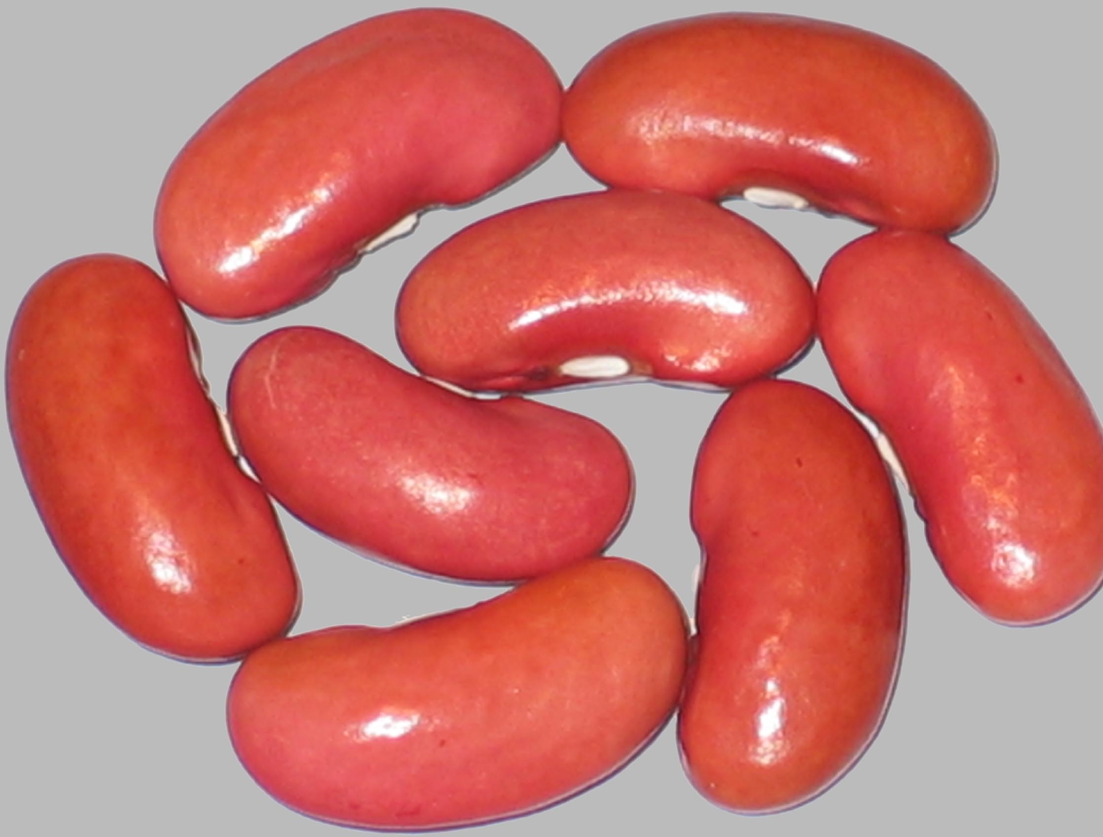 image of Jack Rabbit Kidney beans