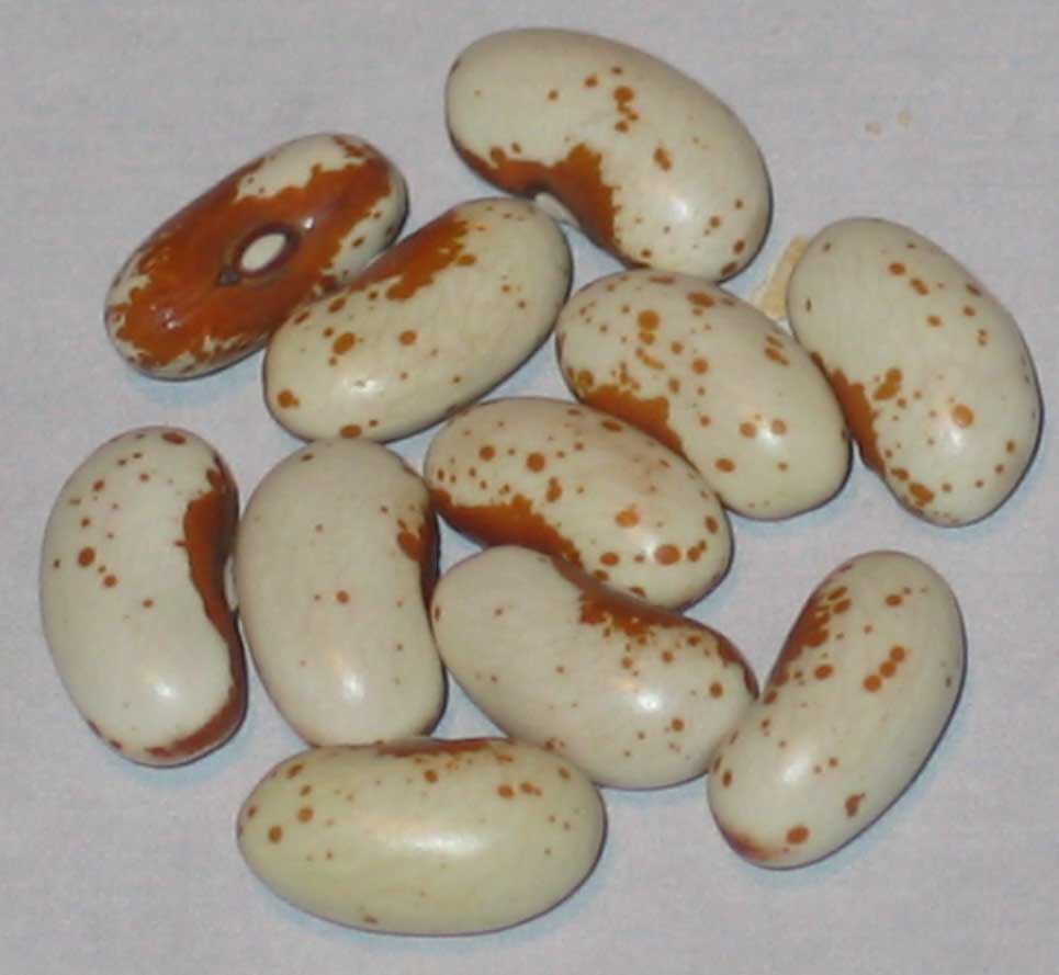 image of Jacobs Cattle Gold beans