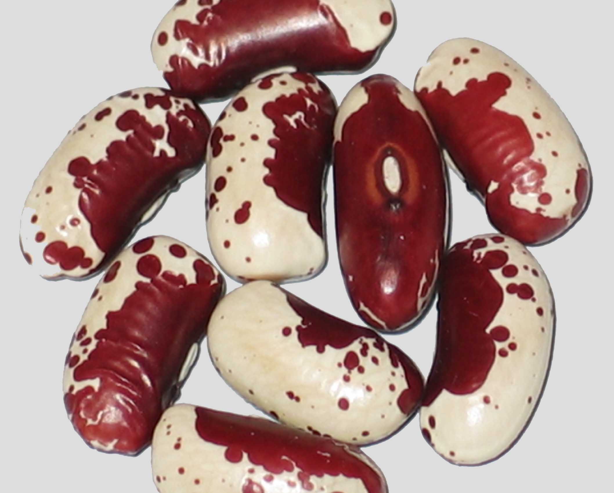 image of Jacobs Cattle Gasless beans