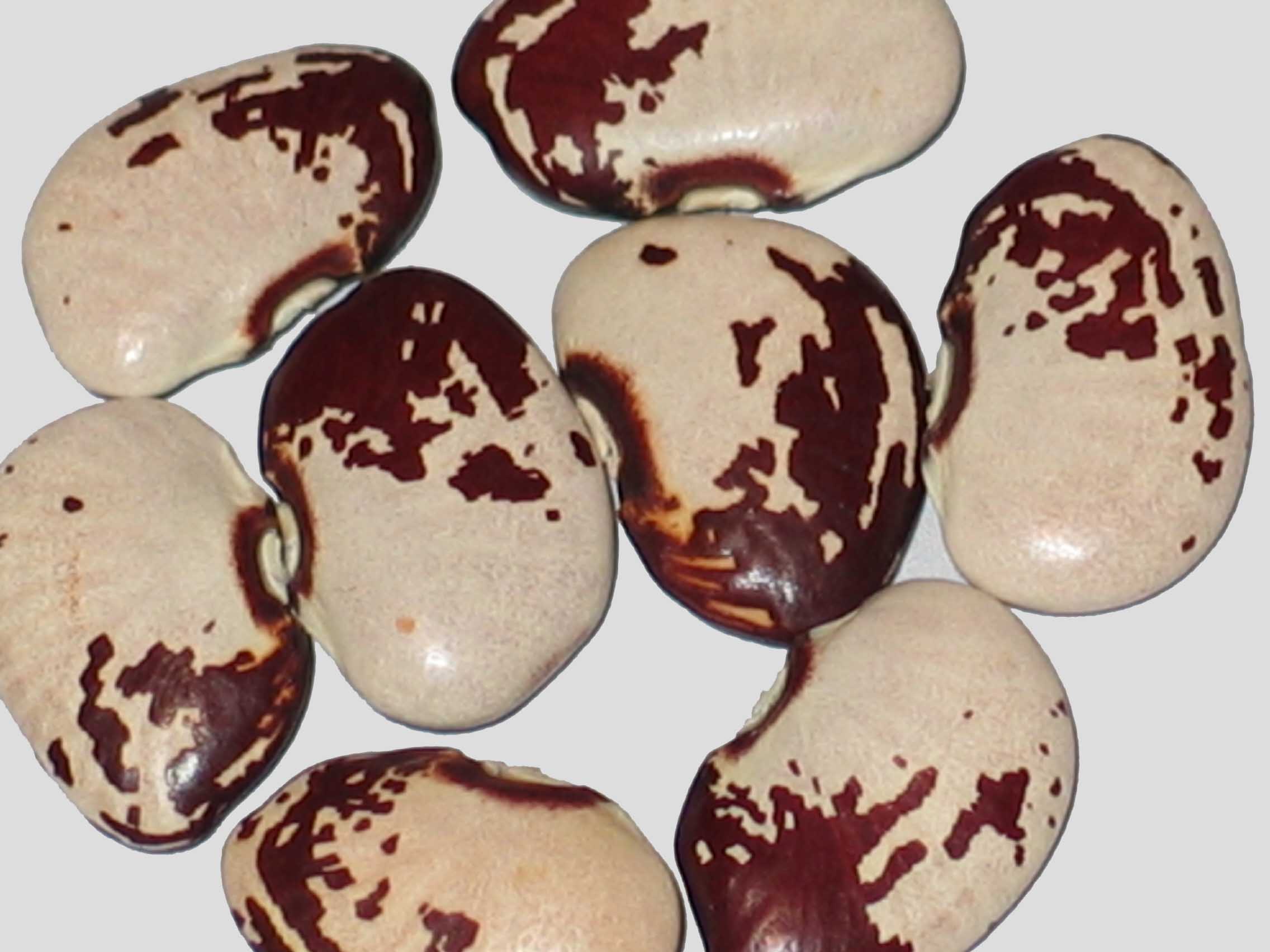 image of J. Carrolls West Virginia beans