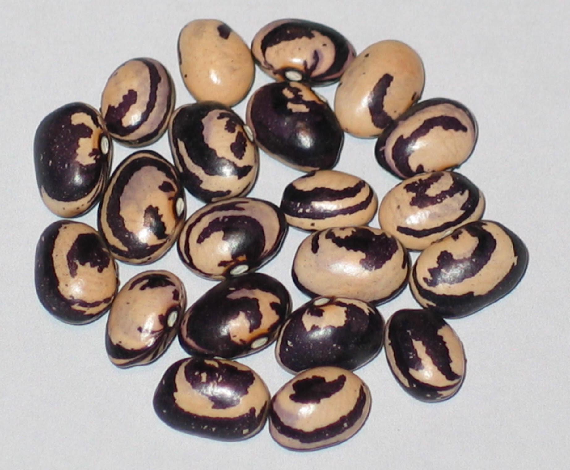 image of Kaigara Mame beans
