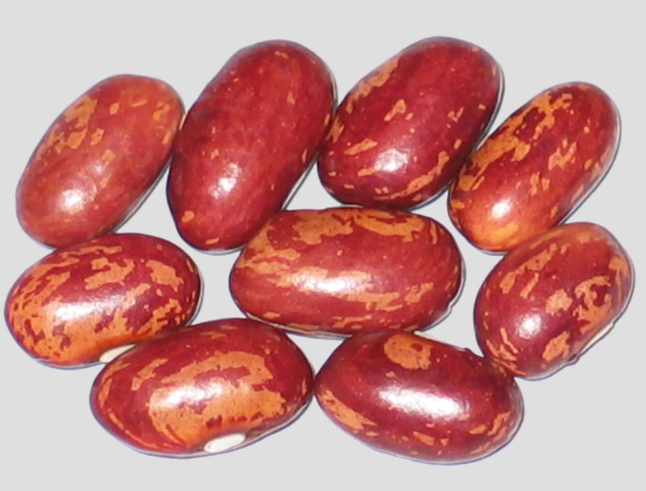 image of Kijimame 1 beans