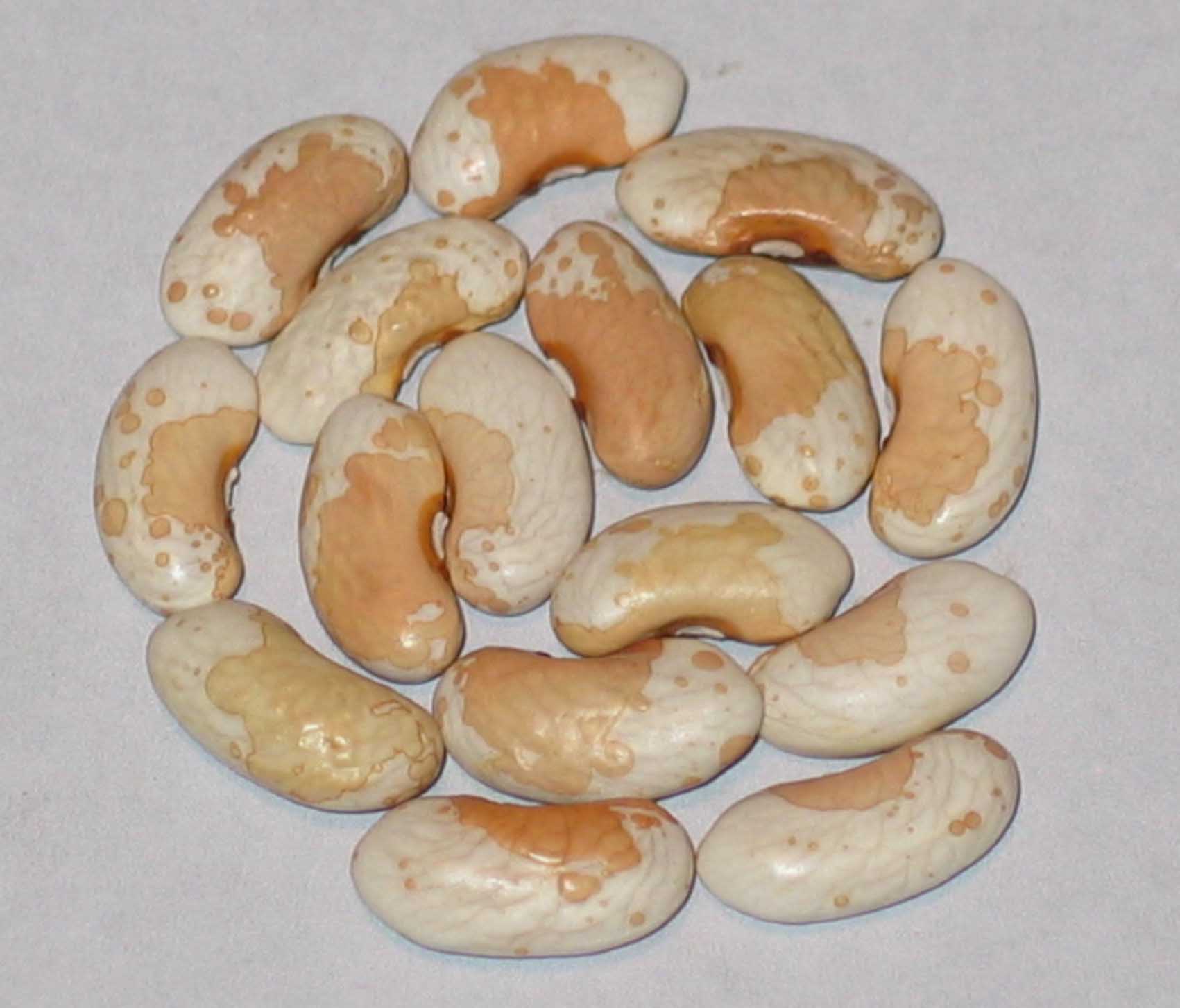 image of Koronis Tan Trout beans
