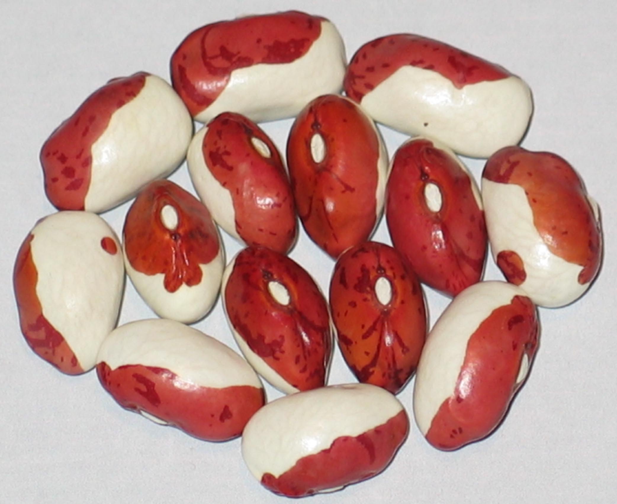 image of Krasavica beans