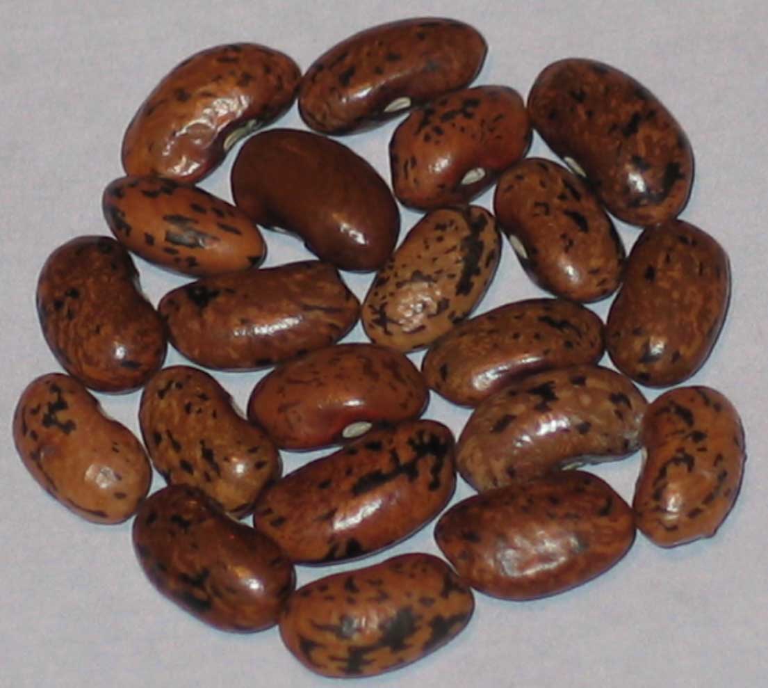 image of Krurgers Speckled Caseknife beans