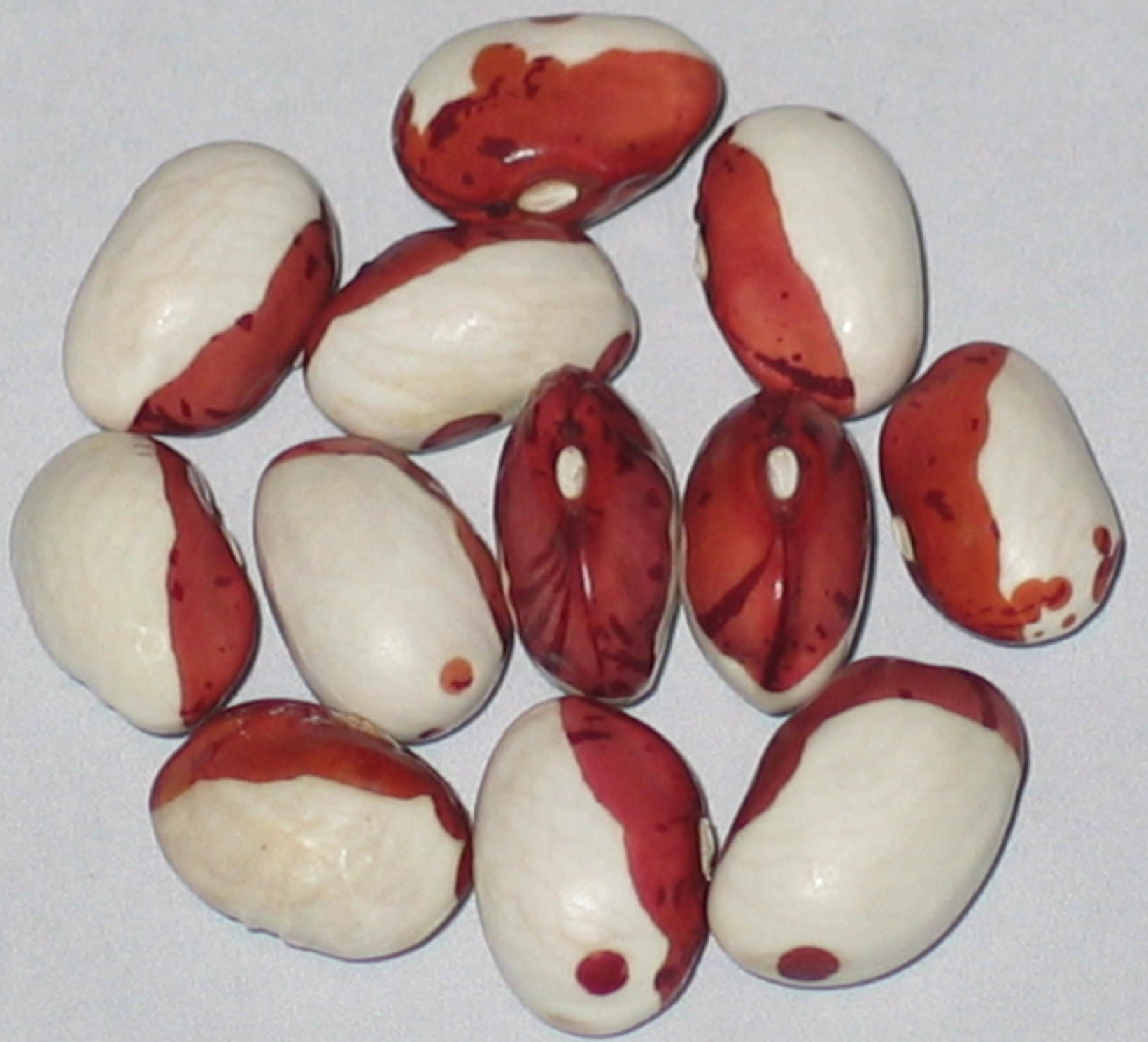 image of Kutasi Princess beans