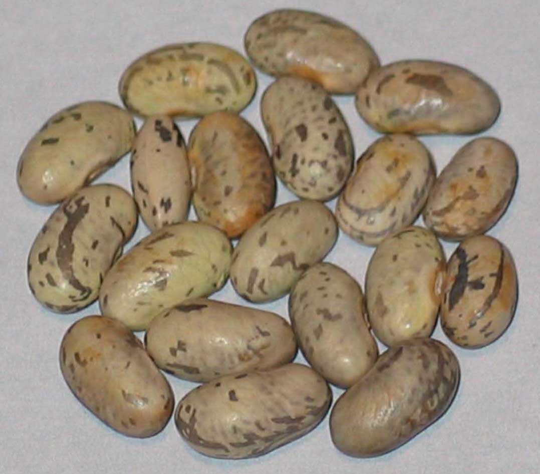 image of La Vigneronne beans