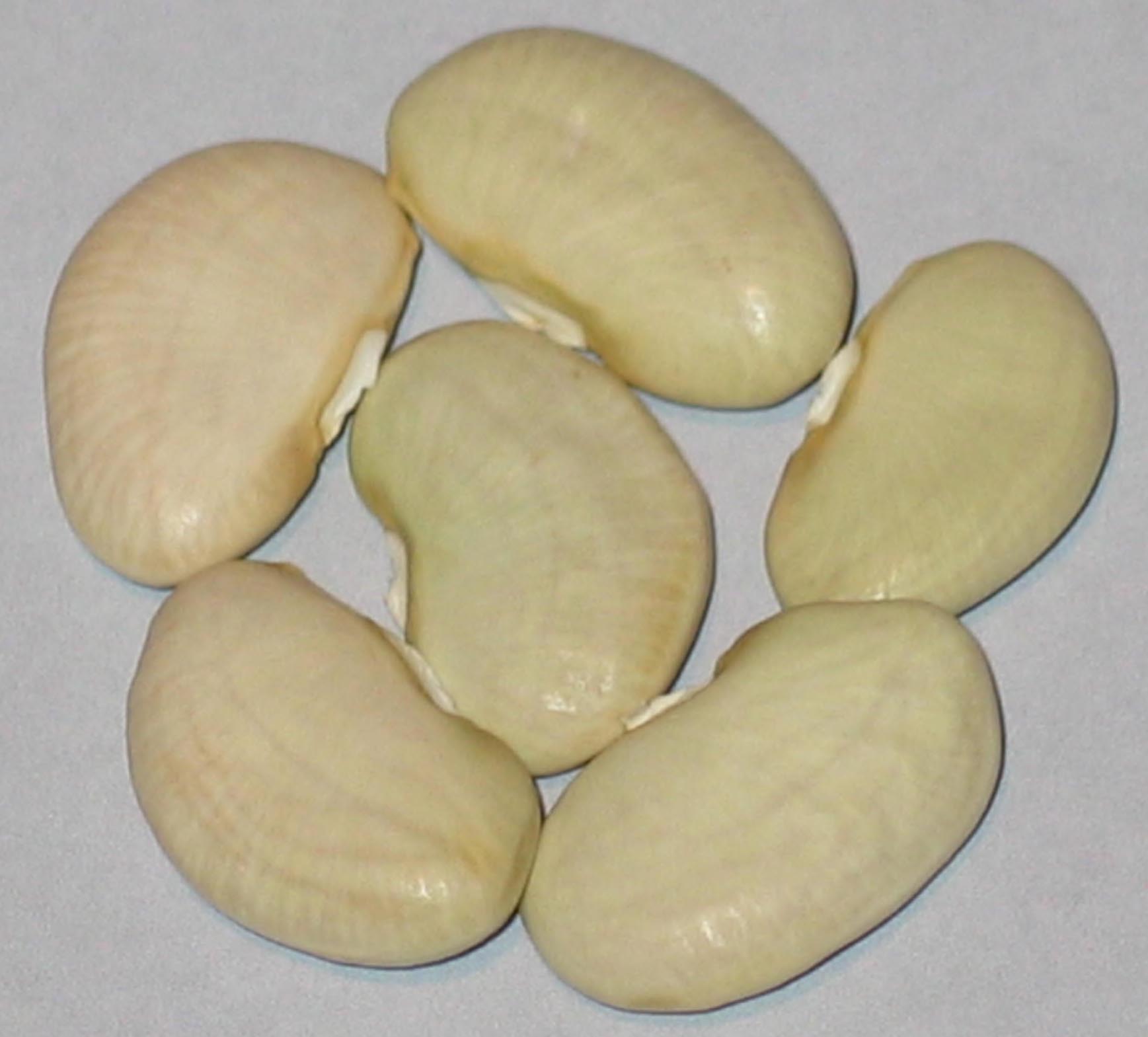 image of Lahrs beans