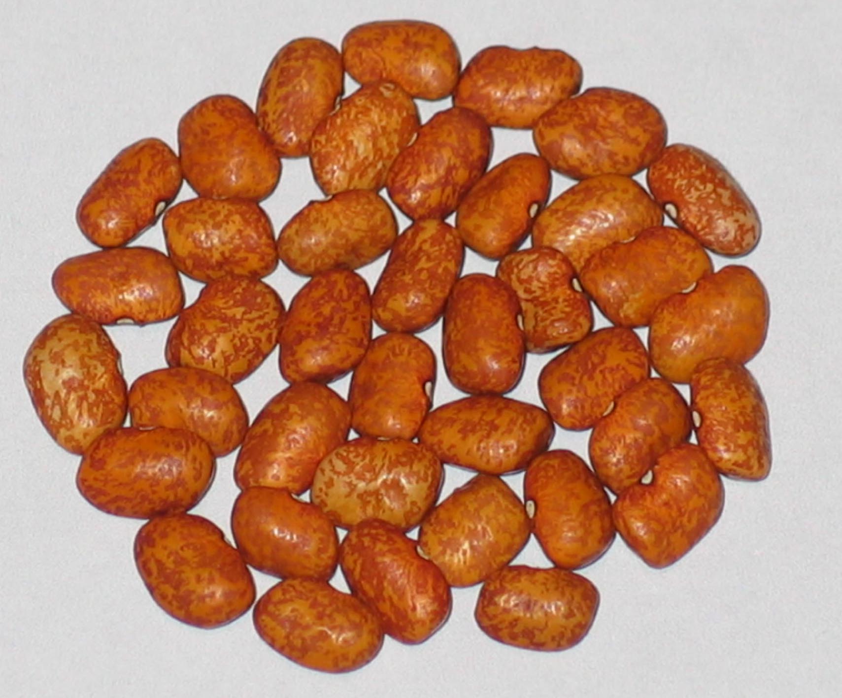 image of Large Orange Tepary beans