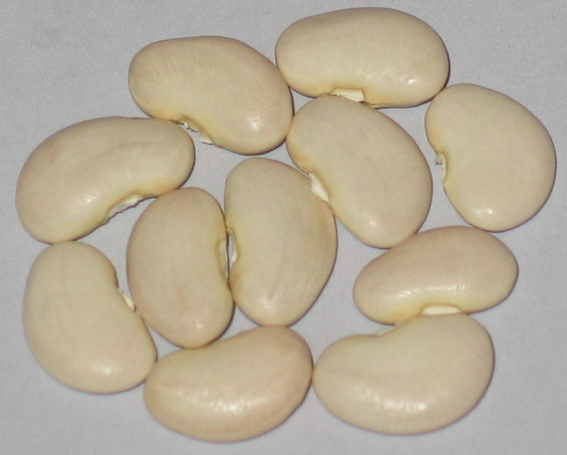 image of Large White Lima beans