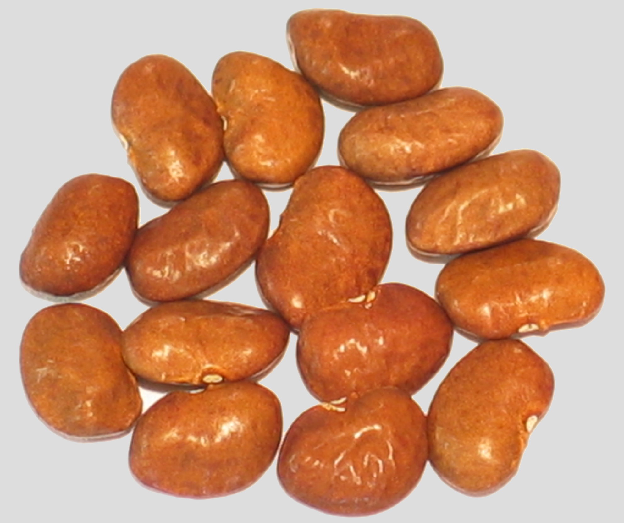 image of Large Chocolate Paivte Tepary beans