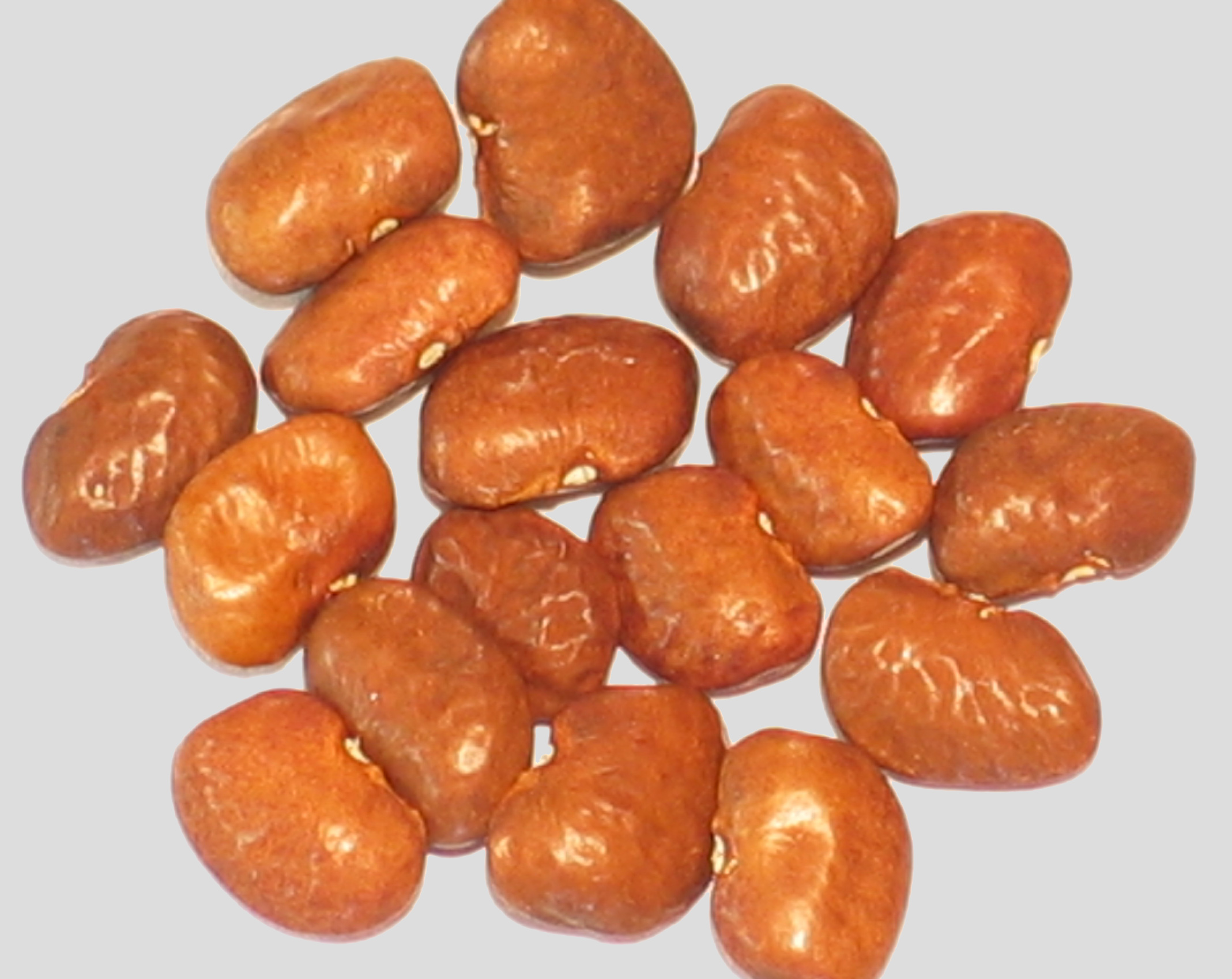 image of Large Chocolate Tepary beans