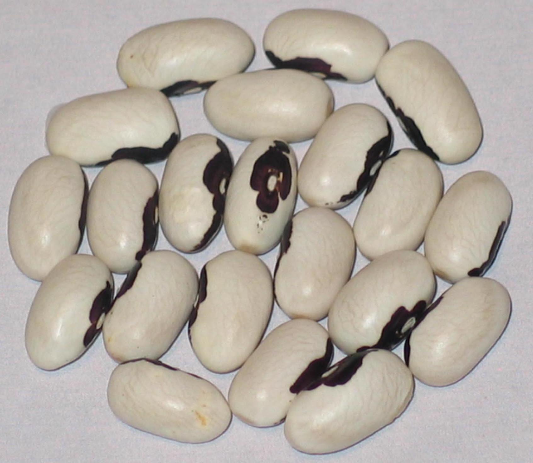 image of Lastochk beans