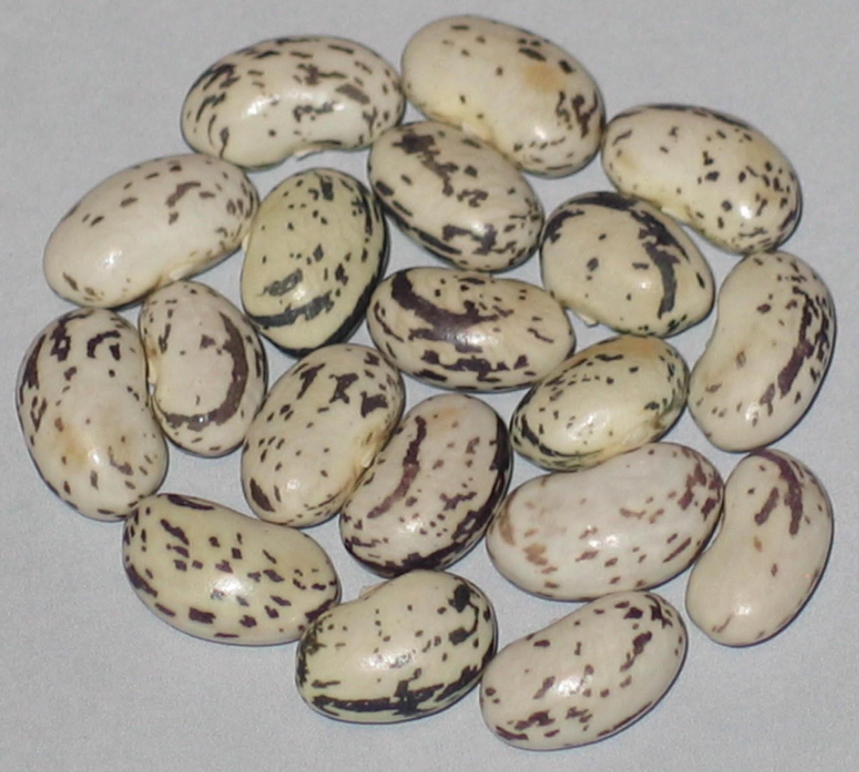 image of Lavender Swirl beans