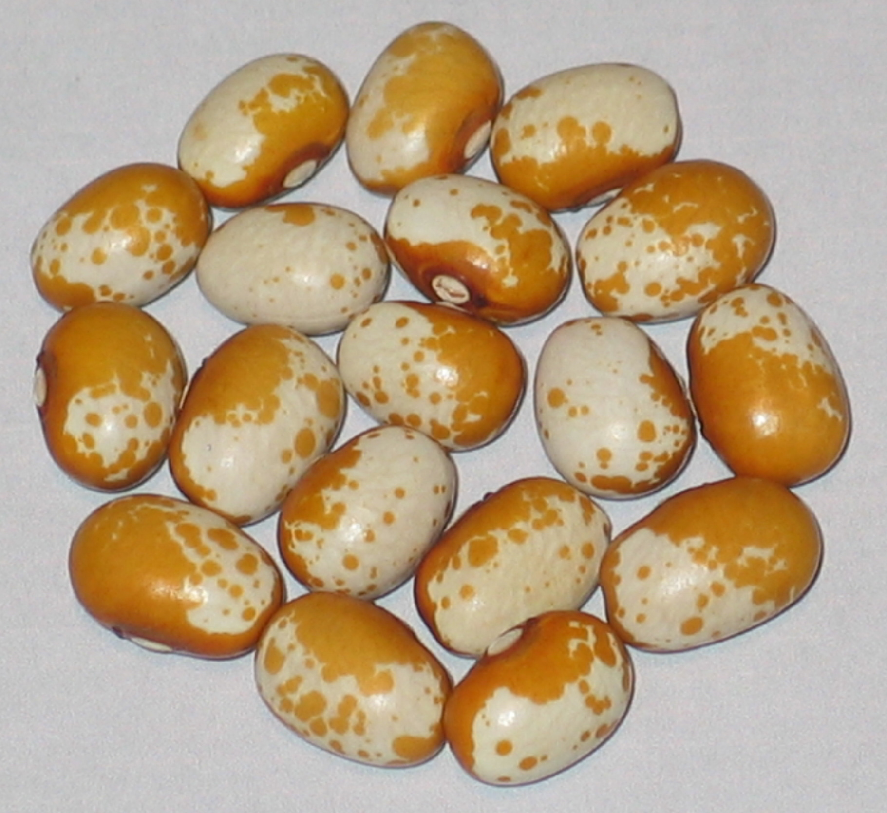image of Lekatt beans