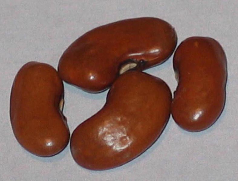 image of Lengua De Lobo beans