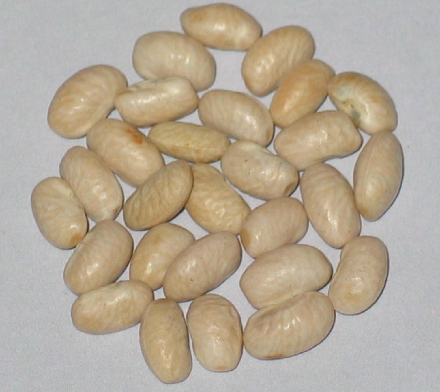 image of Lil Daisy beans