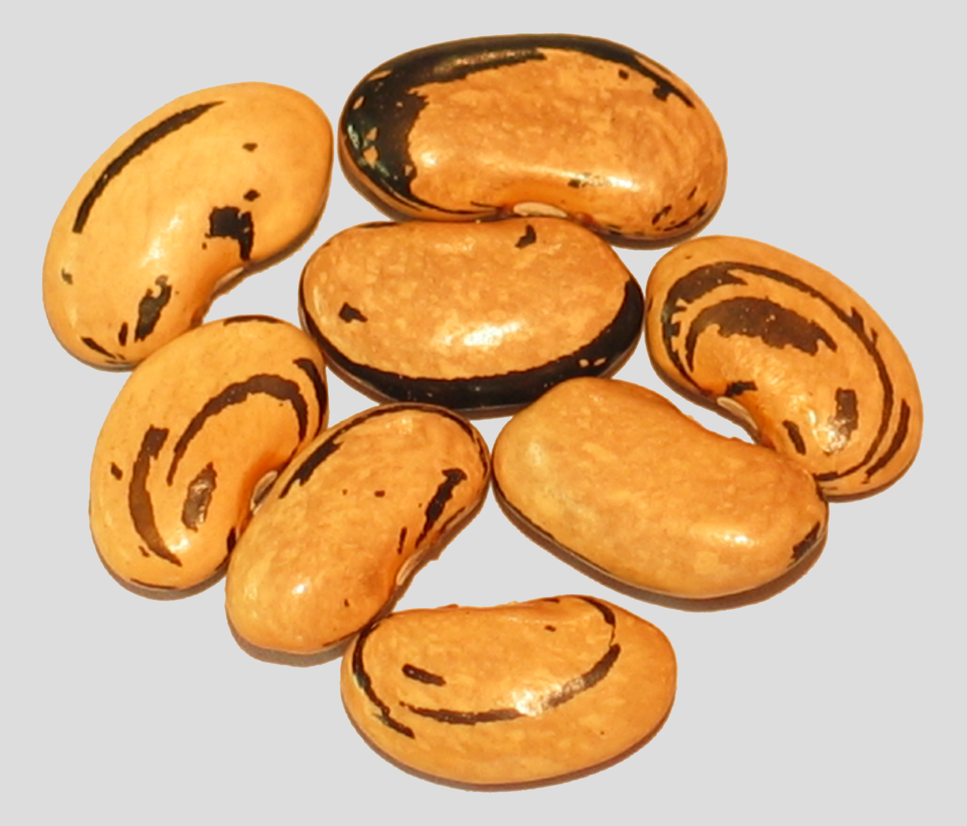 image of Lohreys Special beans