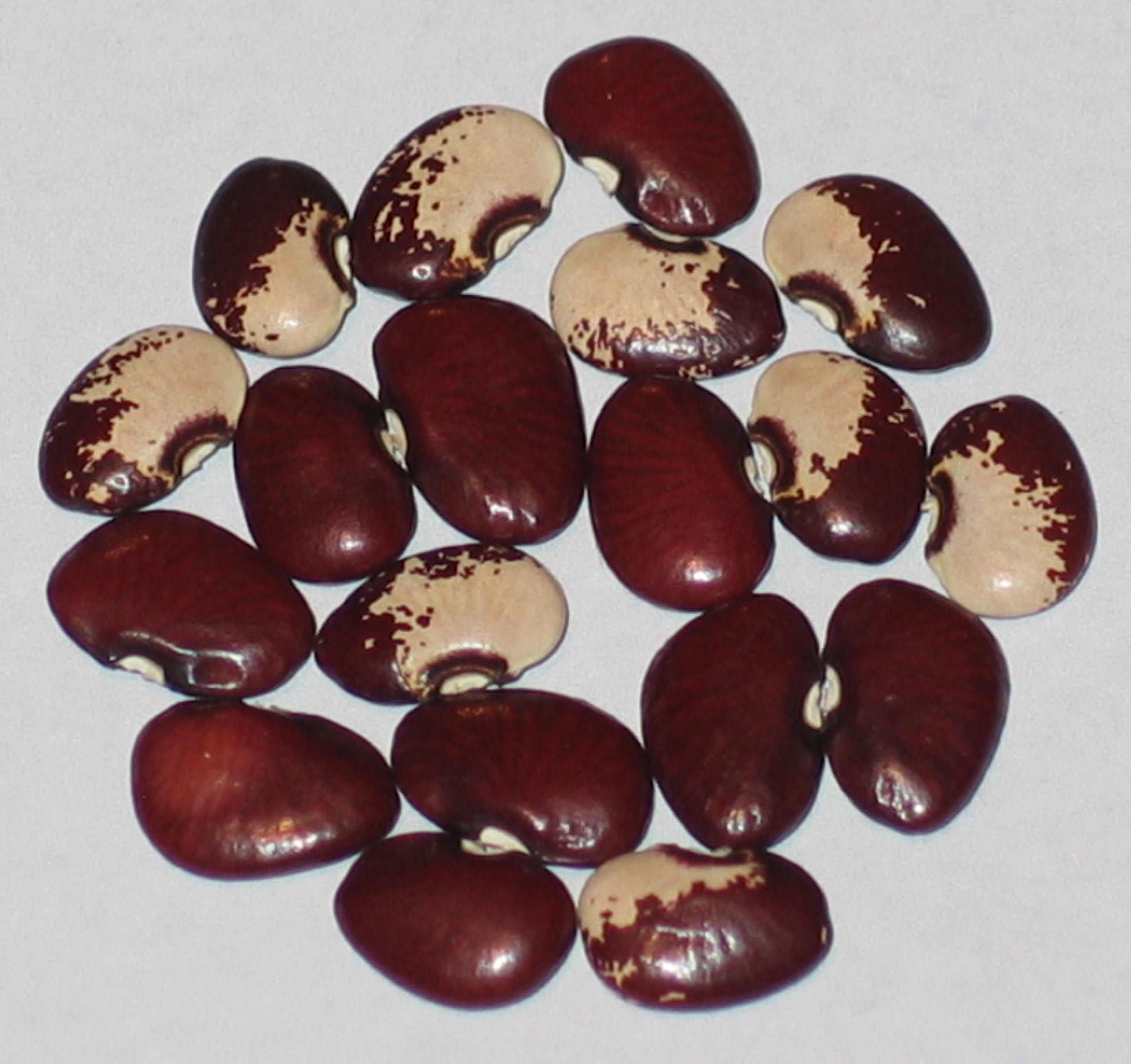 image of Lois Archer beans