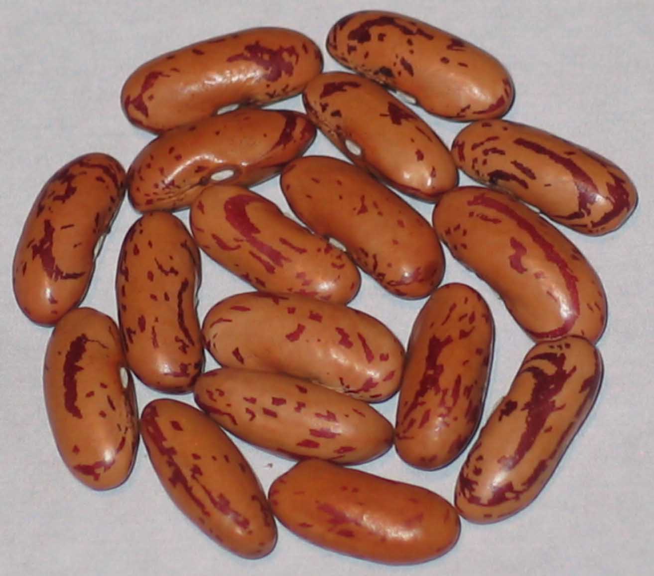 image of Long Cranberry beans