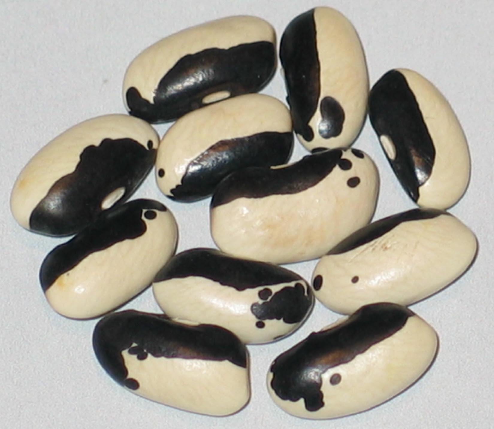 image of Long Eye Black Eye beans