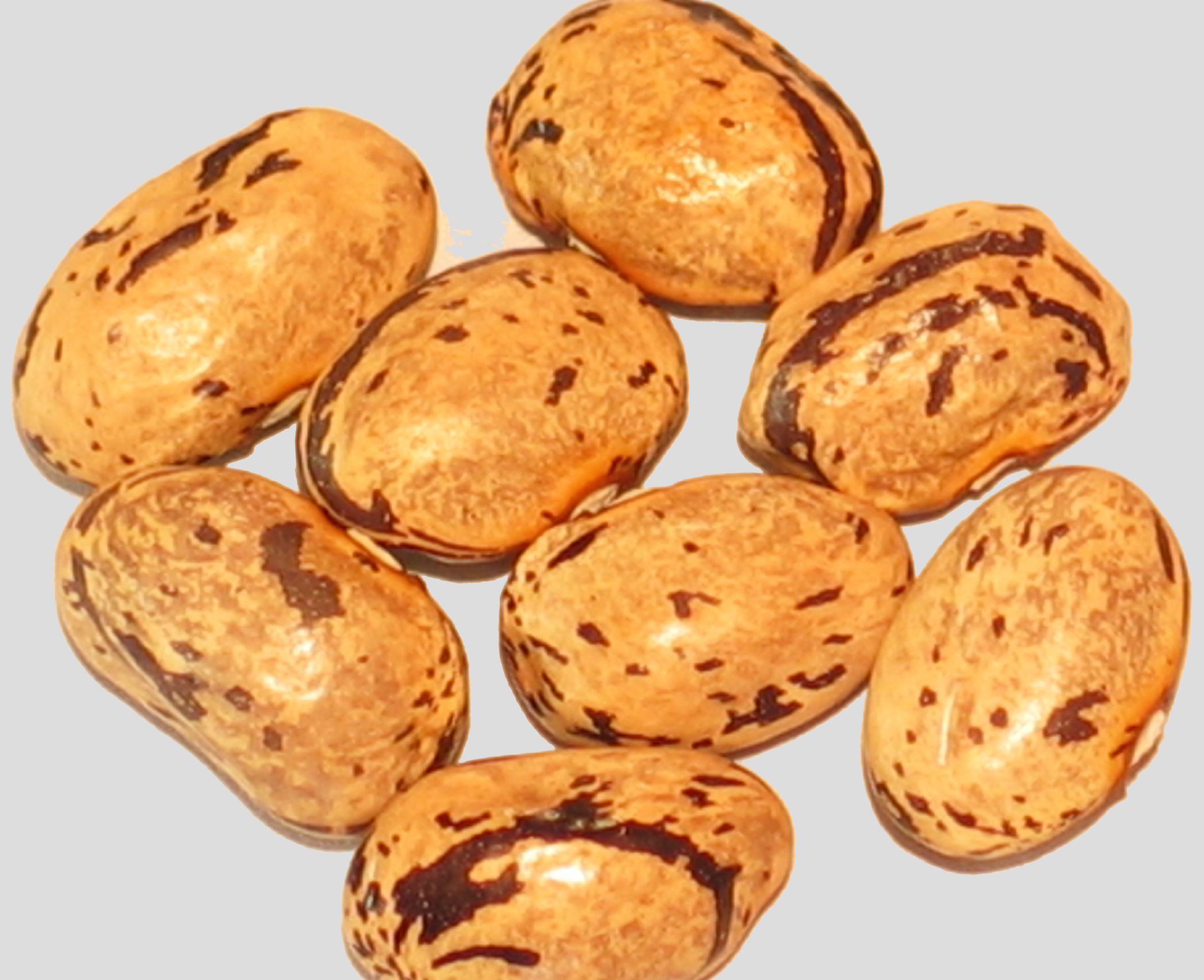 image of Malathini beans