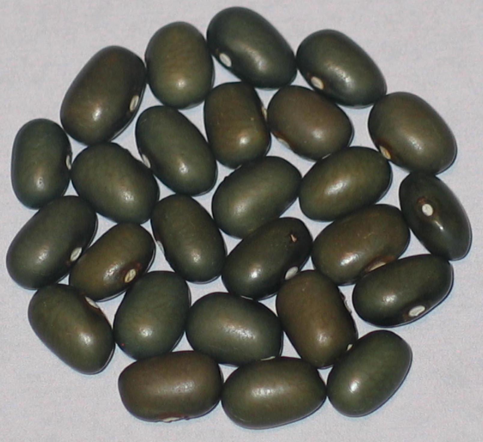 image of Malawi Pinto beans