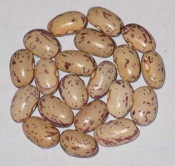 image of North Carolina beans